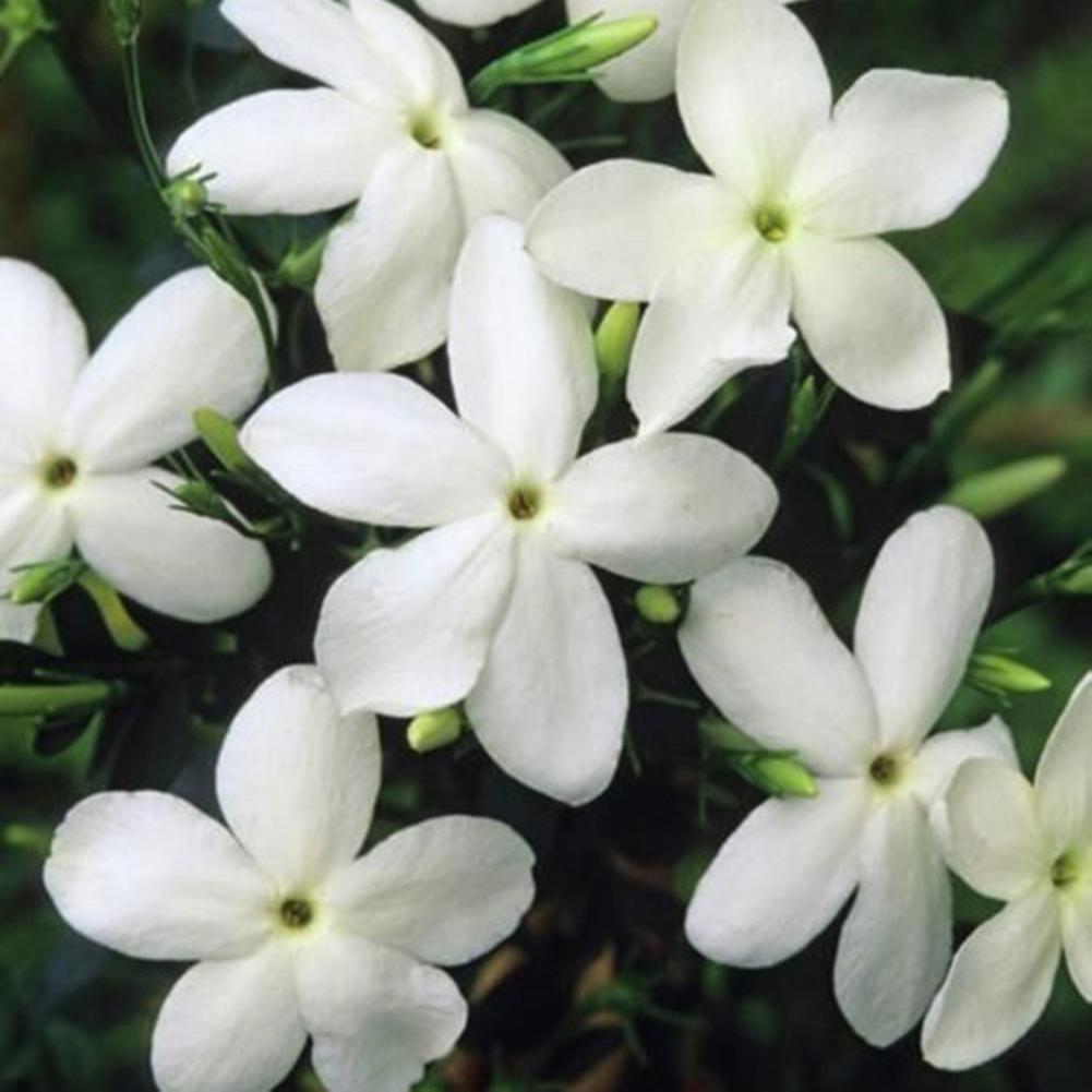 SIJIALI 200Pcs Jasmine Flower Seeds Jasminum Sambac Perennial Plant Garden Balcony Decor Jasminum Seeds