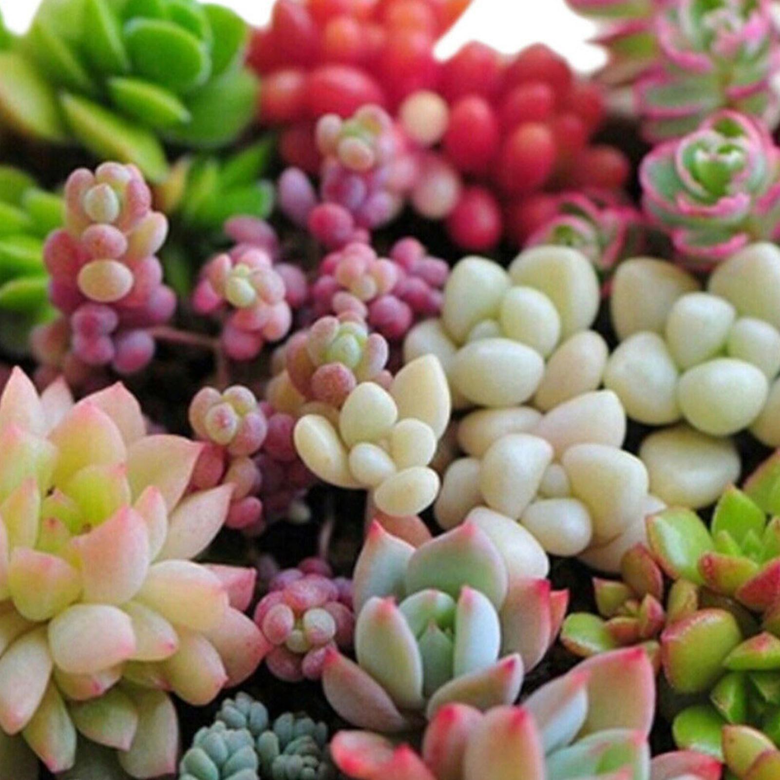 SIJIALI 600Pcs Succulent Seeds Floral Shape Juicy Non-GMO Balcony Plant Seeds for Garden