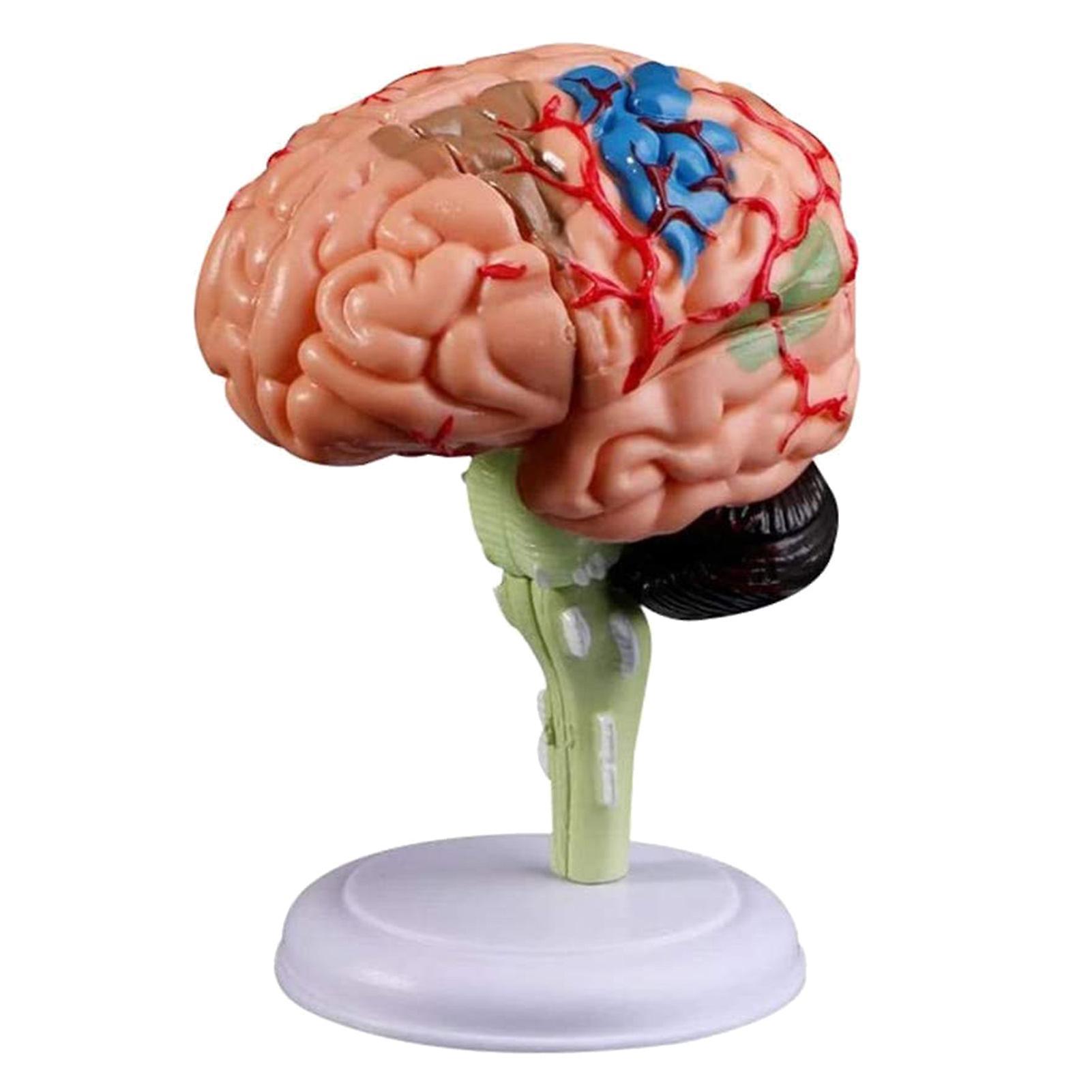 ohfruit Removable Anatomical Human Internal Brain Model Medical Sculptures Teaching Tool