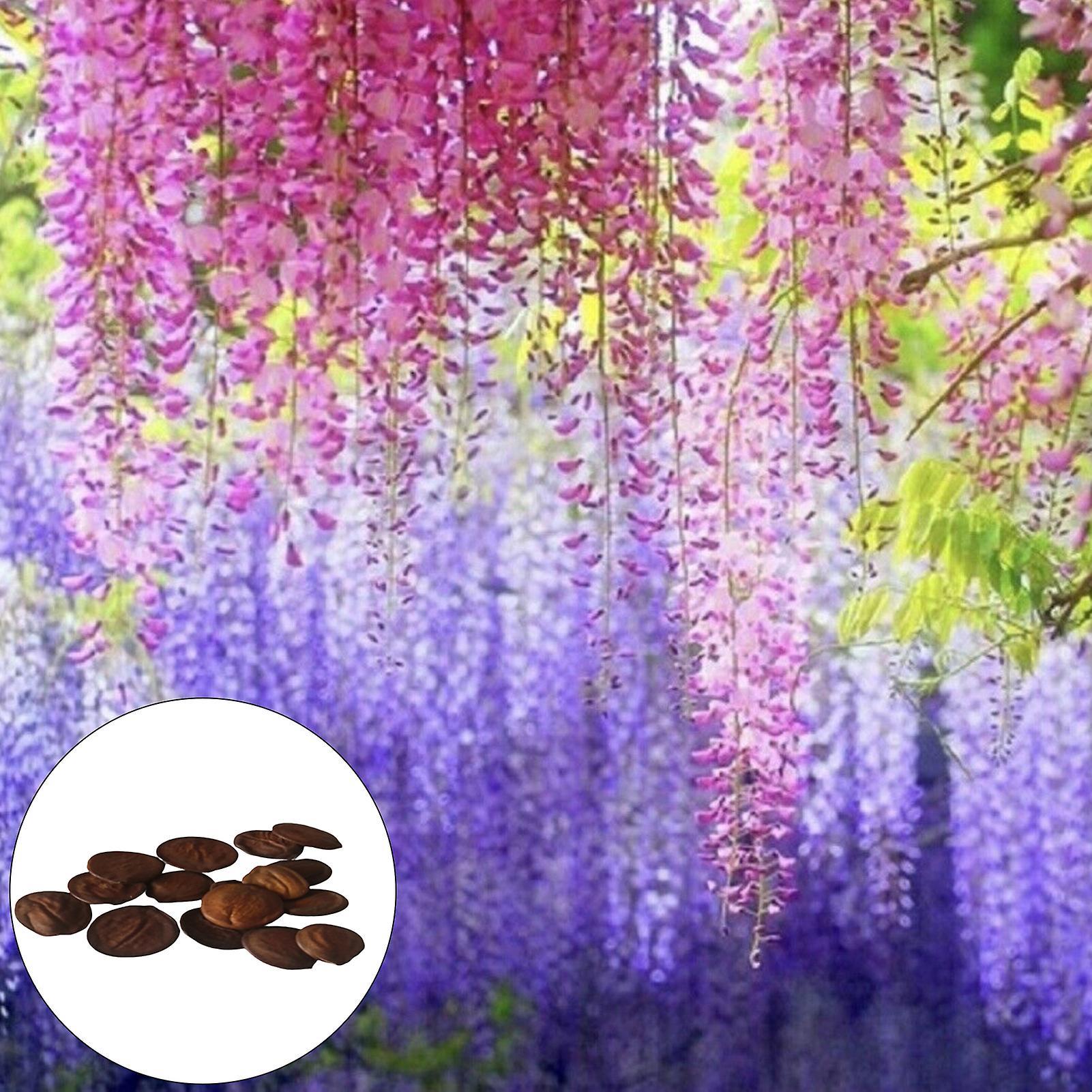 SIJIALI 50Pcs Wisteria Seeds Perennial Well Blooming Climbing Plants Purple Wisteria Flower Seeds for Park Wisteria Sinensis Seeds