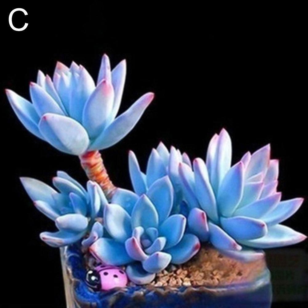 SIJIALI 100Pcs Succulents Seeds Garden Balcony Perennial Various Plant Bonsai Desk Decor C