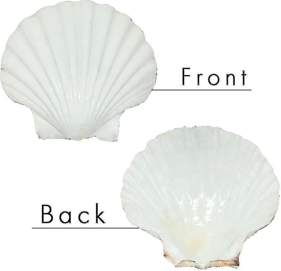 Winov 6pcs Scallop Shells For Serving Food,baking Shells Large Natural White Scallops From Sea Beach For Diy Craft Decor