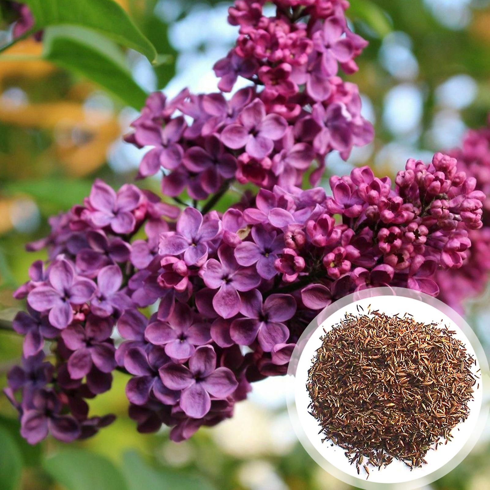 SIJIALI 300Pcs Lilac Flower Seeds Purple