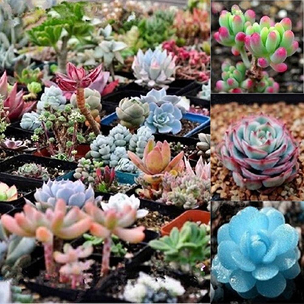 SIJIALI 150Pcs Rare Succulent Perennial Plant Seeds for Home Garden Balcony Bonsai Decor Succulent Seeds