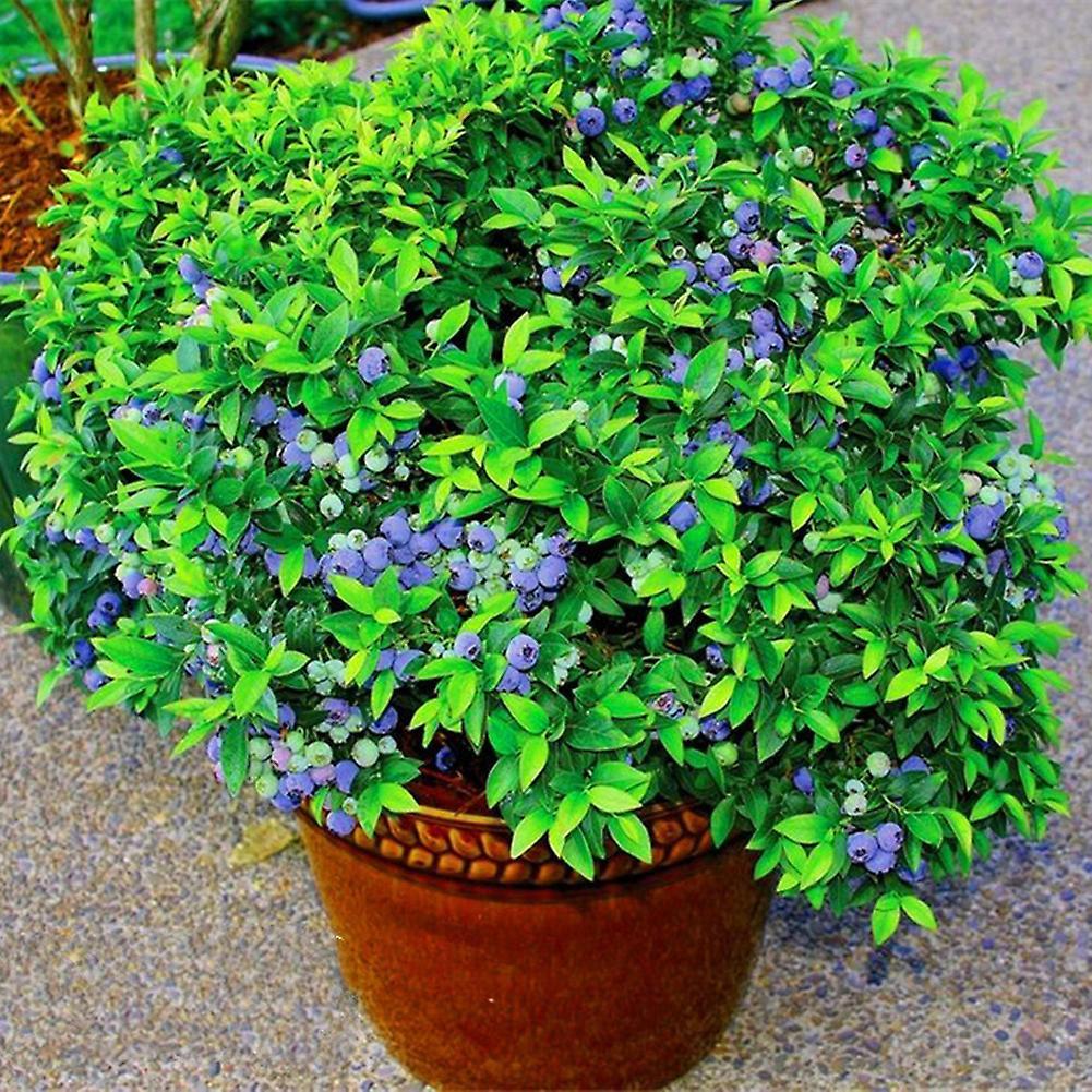 SIJIALI 100Pcs Blueberry Tree Seeds Delicious Fruit Potted Bonsai Home Garden Plant Blueberry Seeds