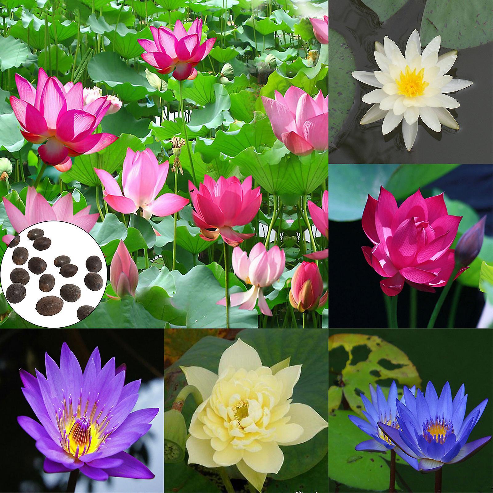 SIJIALI 15Pcs Lotus Seeds Aromatic Easy to Grow Multi-Color Pots Bonsai Seedlings for Balcony Blue