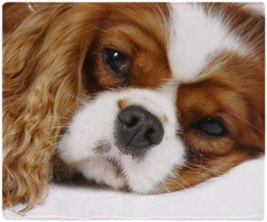 Kerota Soft Fleece Blanket Cavalier King Charles Spaniel, Throw Blanket Suitable for Sofa or Bed 50x40in 125x100cm