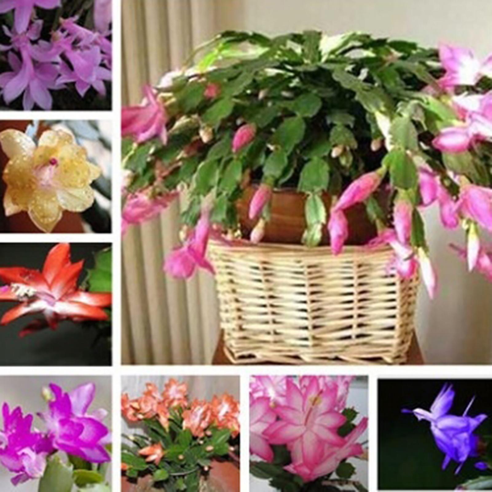 SIJIALI 20Pcs Schlumbergera Seeds Viable Ornamental Mini Decorative Flower Seeds for Garden