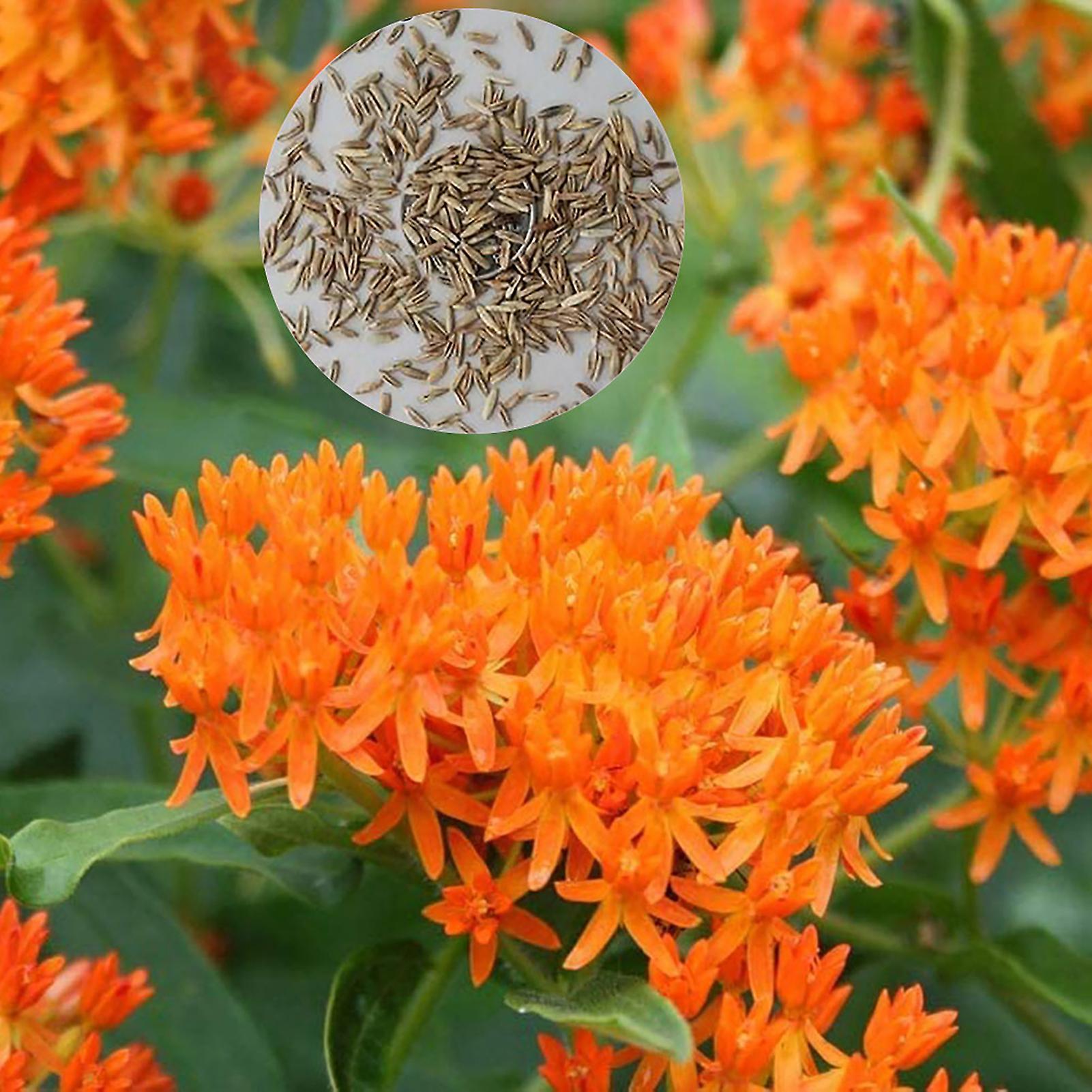 SIJIALI 100Pcs Butterfly Milkweed Seeds - Easy to Plant Orange Asclepias Flower Seeds for Garden