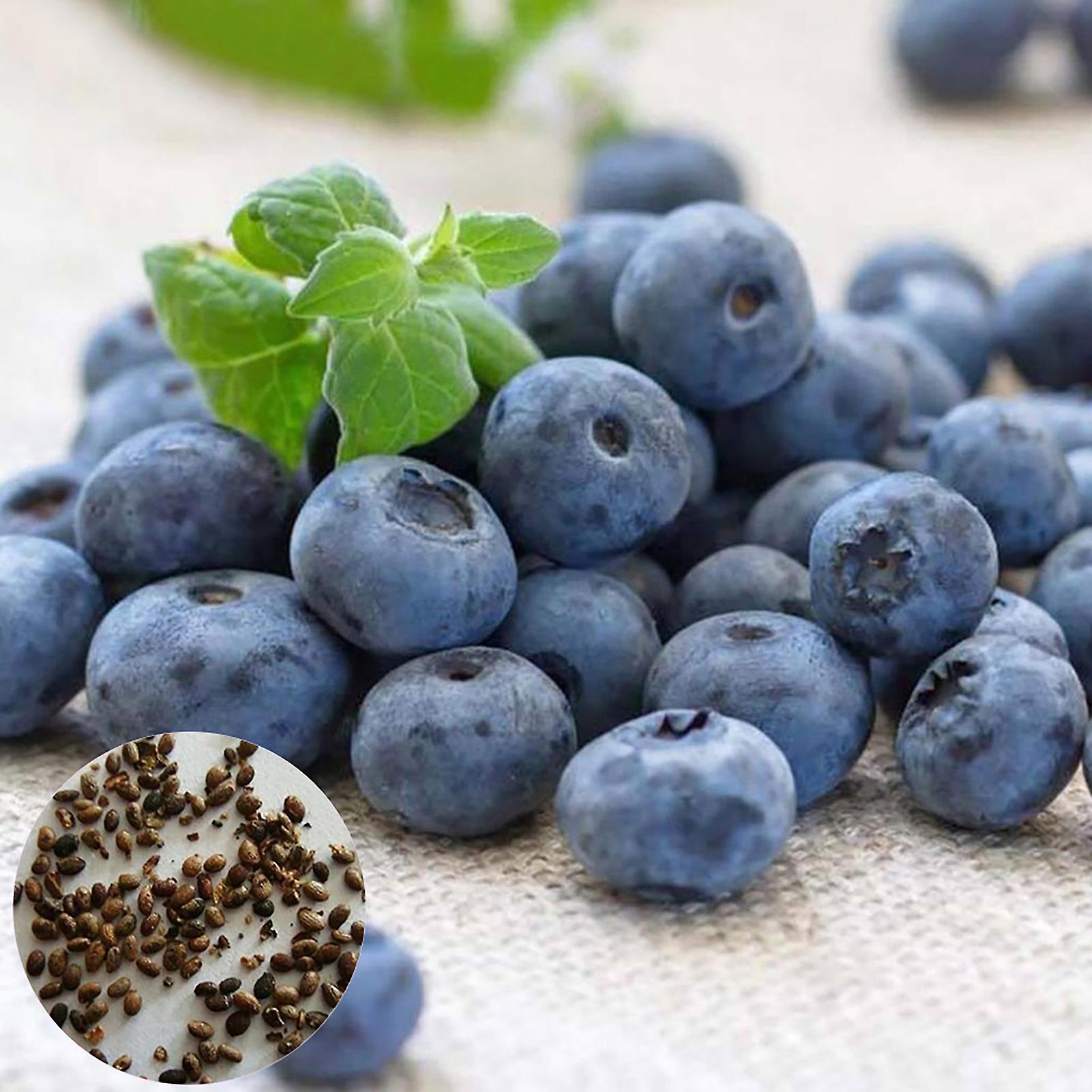 SIJIALI 100Pcs Blueberry Seeds for Garden