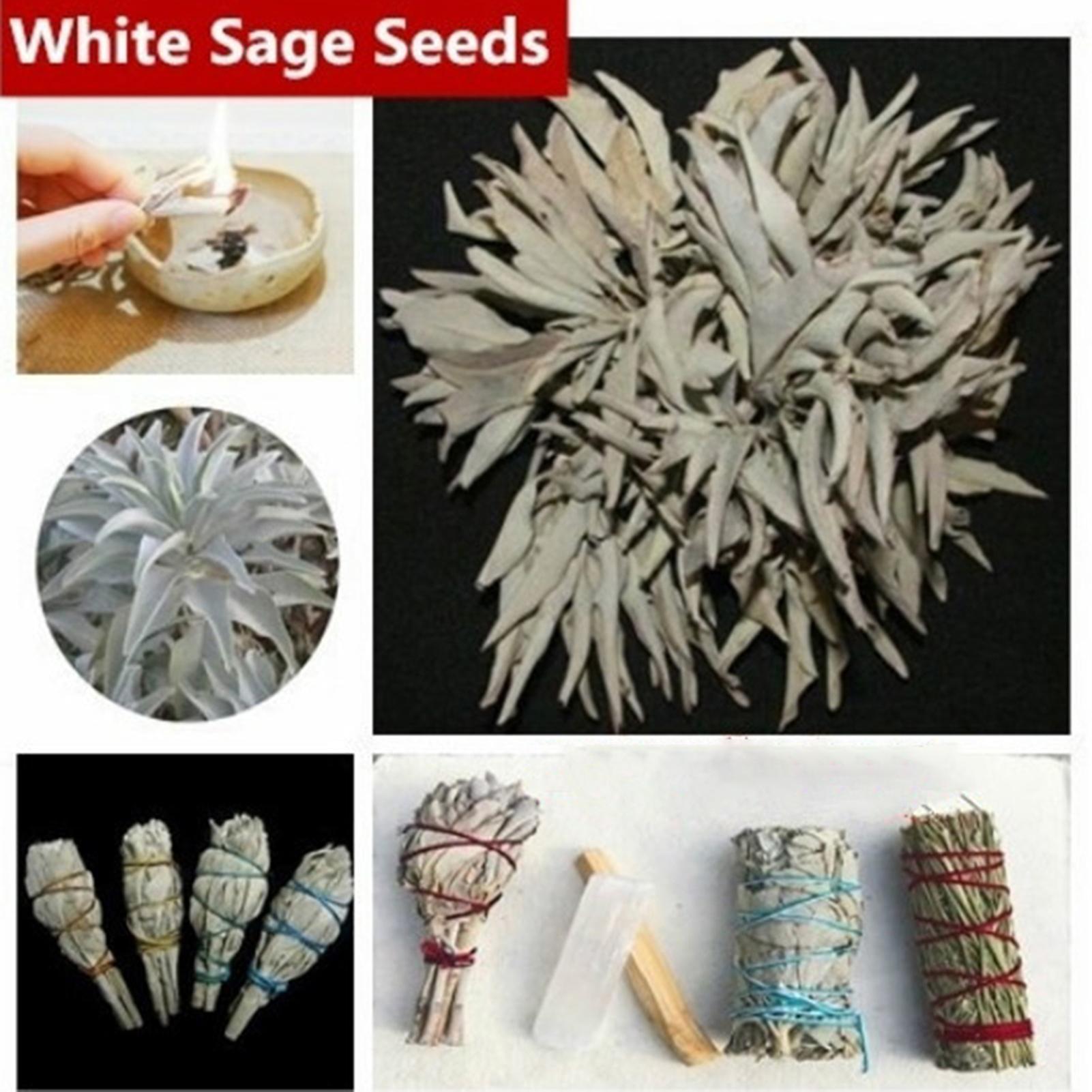 SIJIALI 200Pcs White Sage Seeds Perennial Multifunctional Fragrance Aesthetic Herb Plant Seed for Balcony