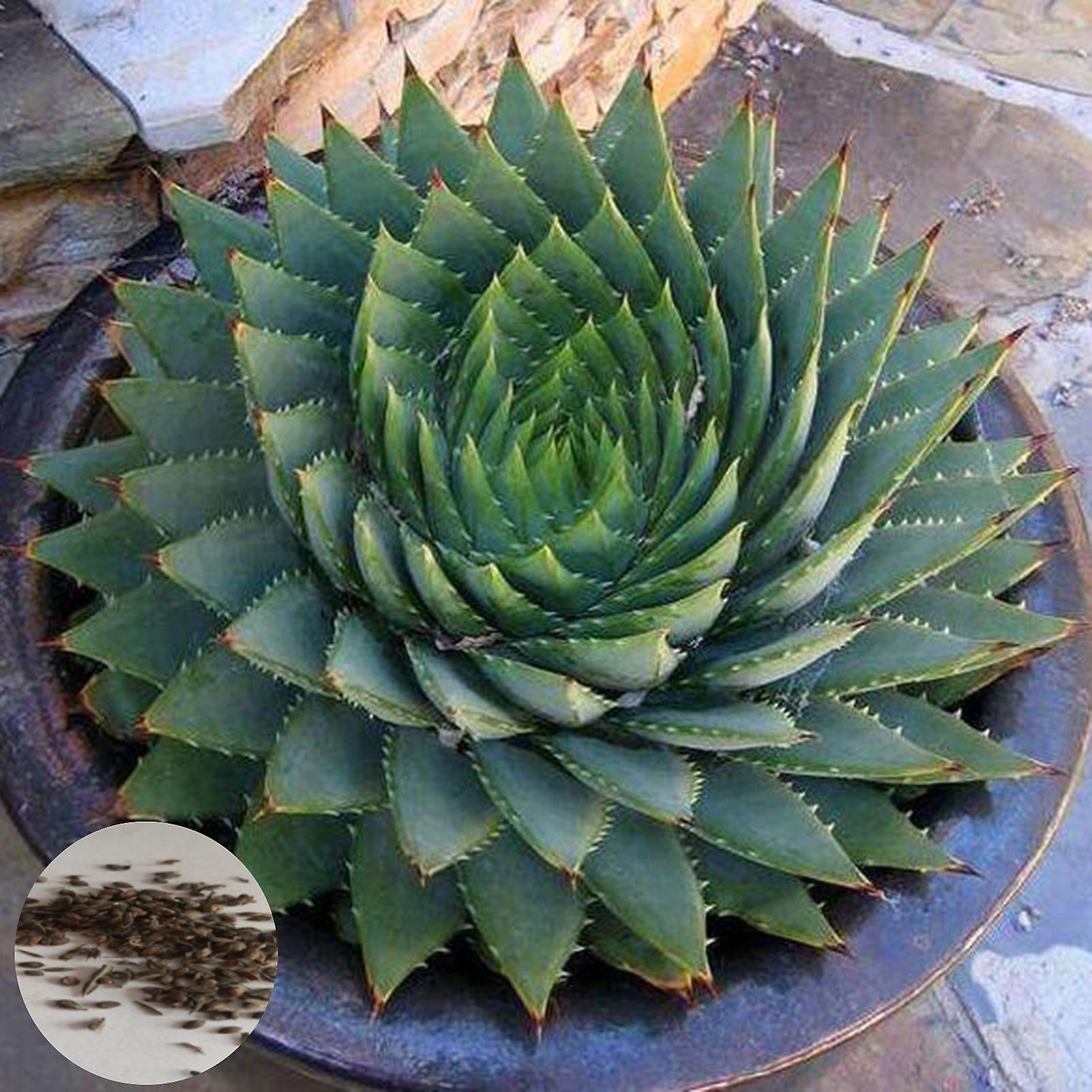 SIJIALI 100Pcs Spiral Aloe Seeds Natural Easy to Plant Succulent Viable Garden Plant Seedlings for Balcony