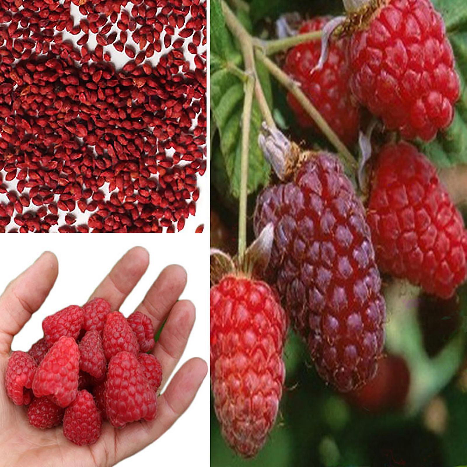 SIJIALI Bag of Raspberry Seeds for Courtyard Red Raspberry Seeds