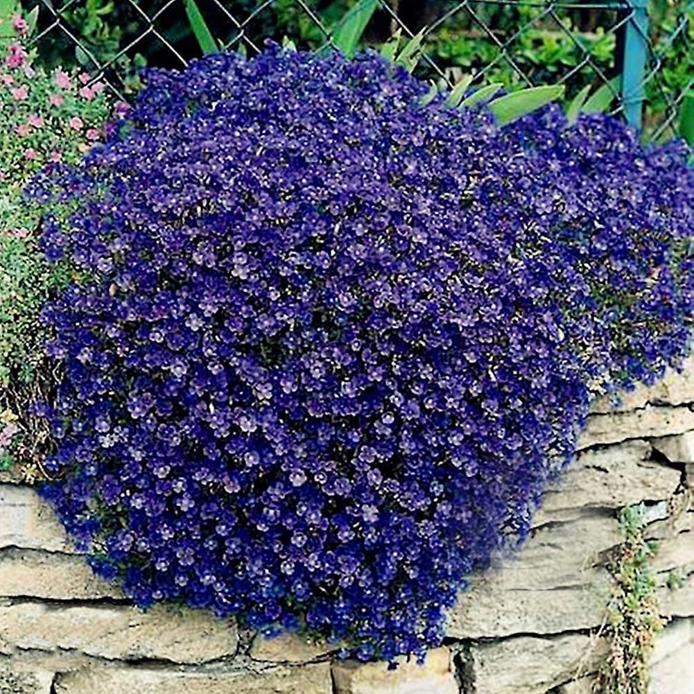 Auleset 300Pcs Garden Ground Cover Carpet Perennial Flower Plant Decor Rock Cress Seeds Blue