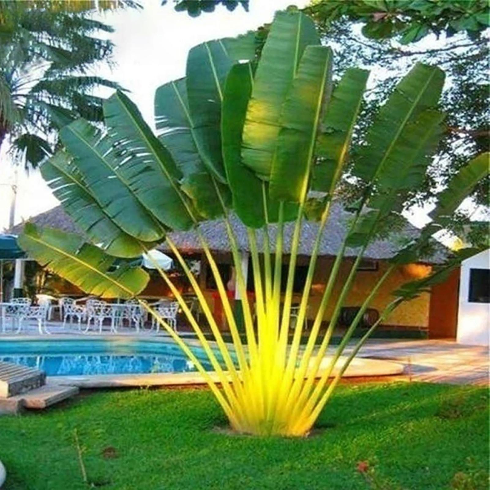 SIJIALI 100Pcs Ravenala Madagascariensis Seeds Eco-friendly Vital Quick Growth Ornamental Ravenala Madagascariensis Seeds for Countryside