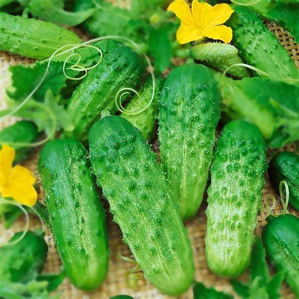 SIJIALI 200Pcs Cucumber Seeds Pickling Nutritious Vegetable Fruit Home Garden Yard Plant