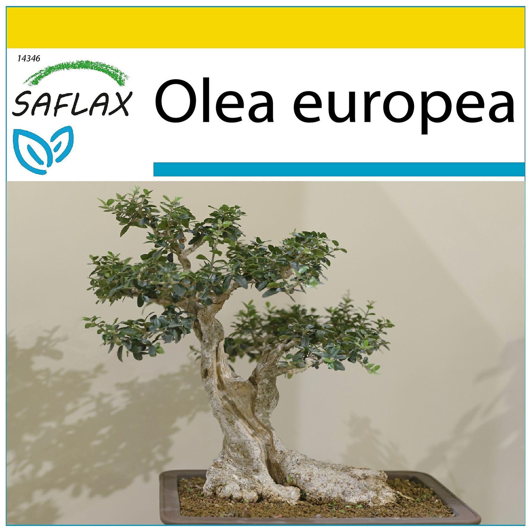 Saflax - Potting Set - 20 seeds - Bonsai - Common Olive - Olivier - Olivo - Olivo - Ölbaum