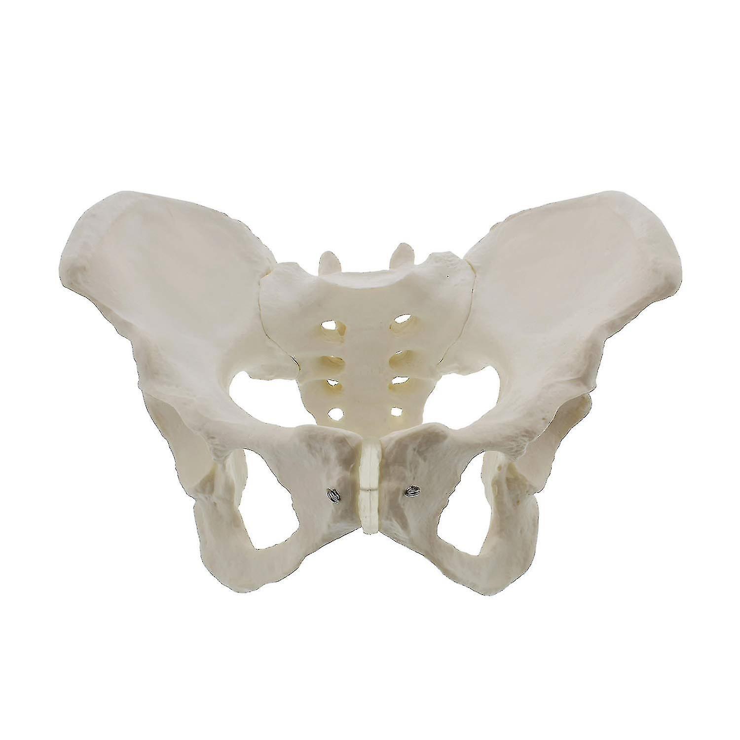 Life Size Female Pelvis Model, Hip Model - Female Anatomy Model, Hip Bone Pelvic Model Female Anato