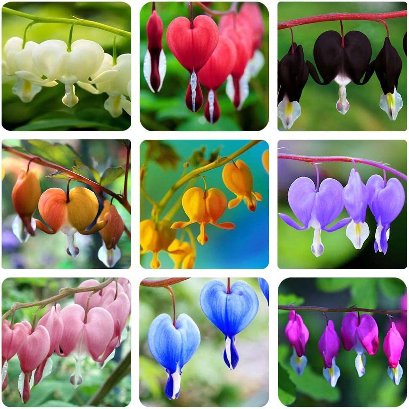 SIJIALI 50Pcs Flower Seeds Natural Plump Particles High Germination Rate Flourishing Garden Potted Bonsai  Peony Seeds Garden Accessories Mix Color