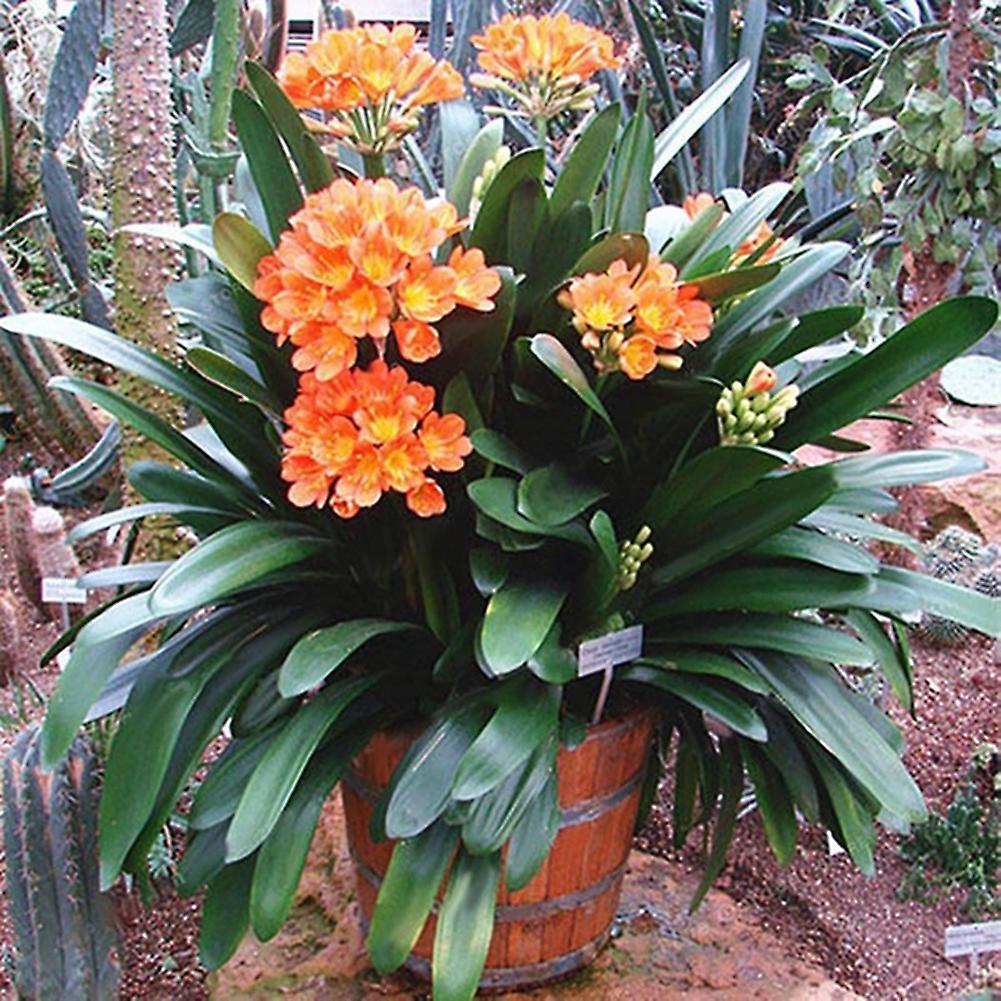 Auleset 100Pcs Clivia Seeds Indoor Outdoor Planting Fragrant Blooms Potted Bonsai Flower Clivia Miniata Seeds