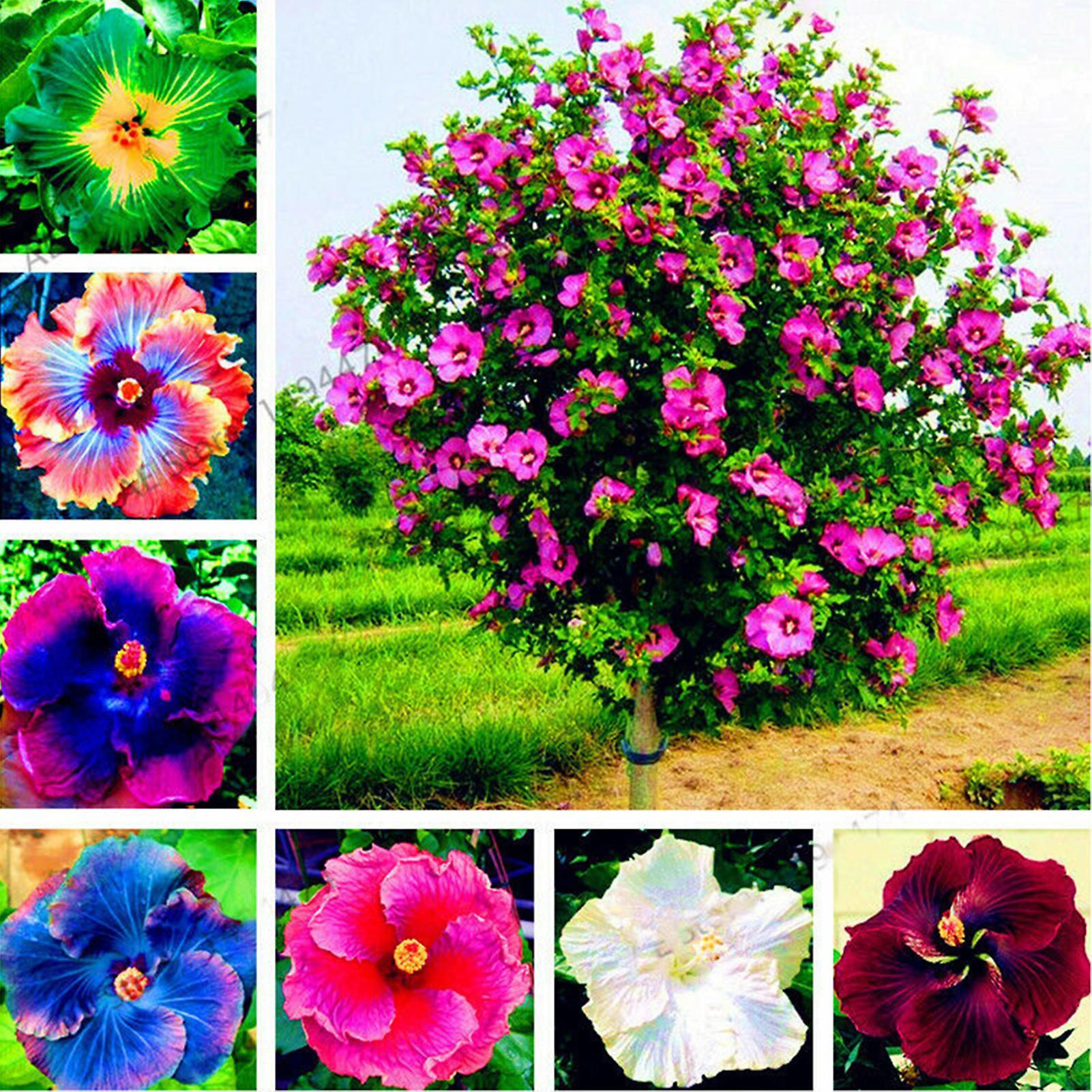 SIJIALI 300Pcs Hibiscus Seeds Gorgeous Giant Shape Mixing Color Rustic Flower Seeds for Balcony