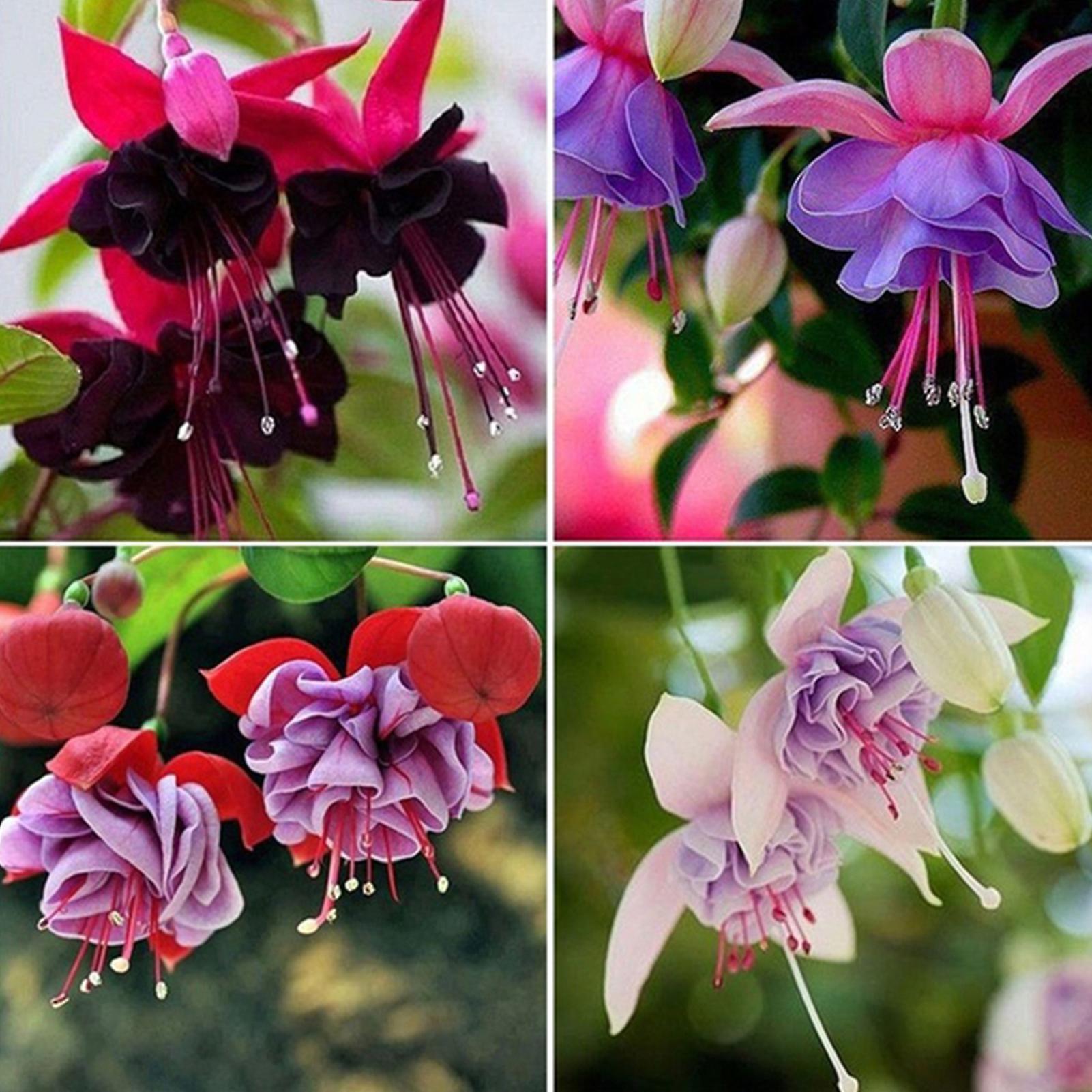 SIJIALI 200Pcs Fuchsia Hybrida Seeds Natural Full of Vitality Warm Prefer Productive Fuchsia Hybrida Seeds for Bonsai