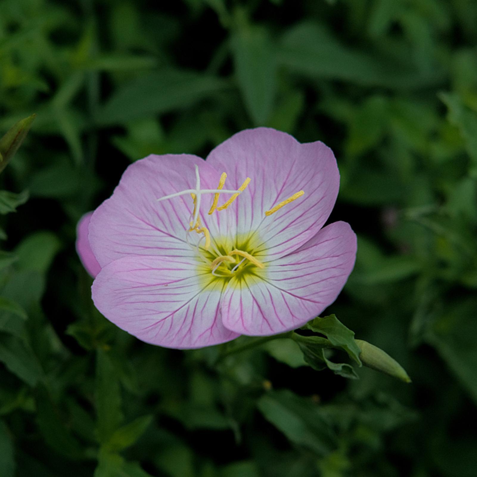 SIJIALI 300Pcs Flower Seeds - Beautiful and Easy to Plant Evening Primrose Seeds for Garden Pink