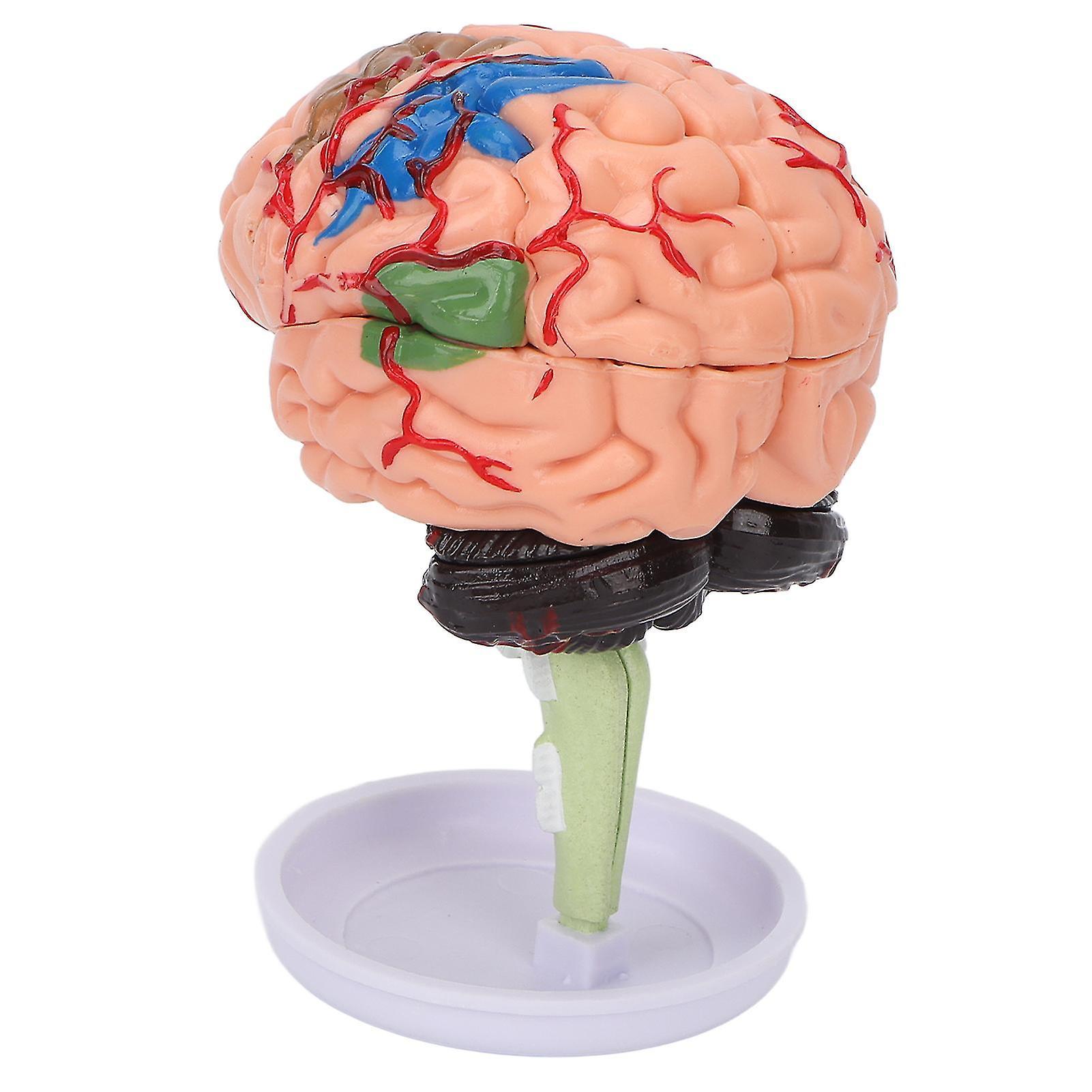 SML 2024 New,4d Anatomical Brain Assembled Model Clear Structure Vinyl Simulation Brain Model For Learning