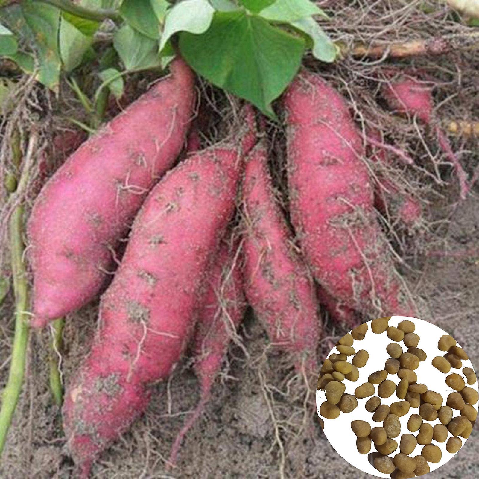 Auleset 1 Bag Sweet Potato Seed Delicious Nutritious Lightweight Rustic Cereal Seed for Farm Sweet Potato Seeds