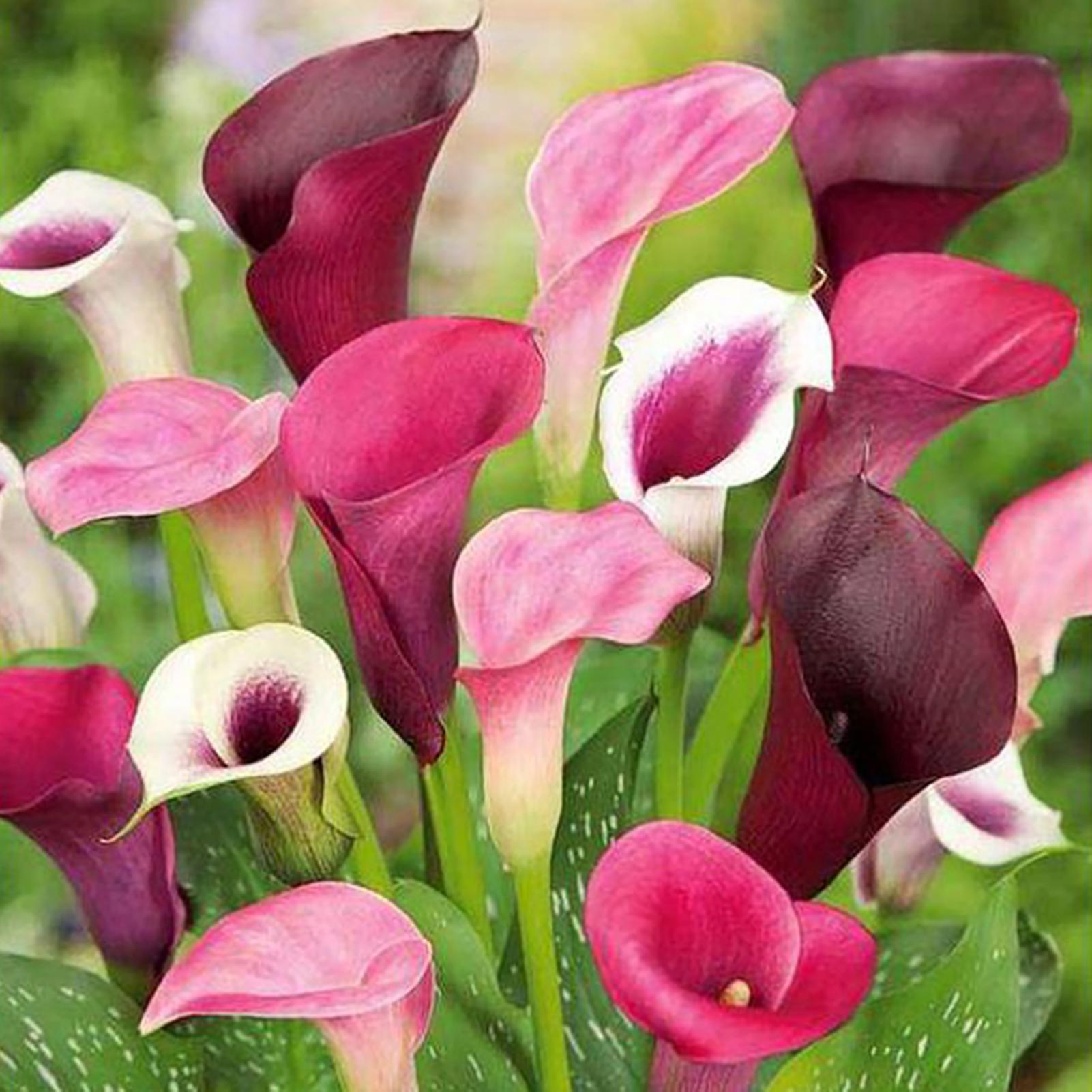 SIJIALI 300Pcs Calla Lily Seeds Natural Novel Shape Bright Color Rustic Bonsai Seed for Balcony