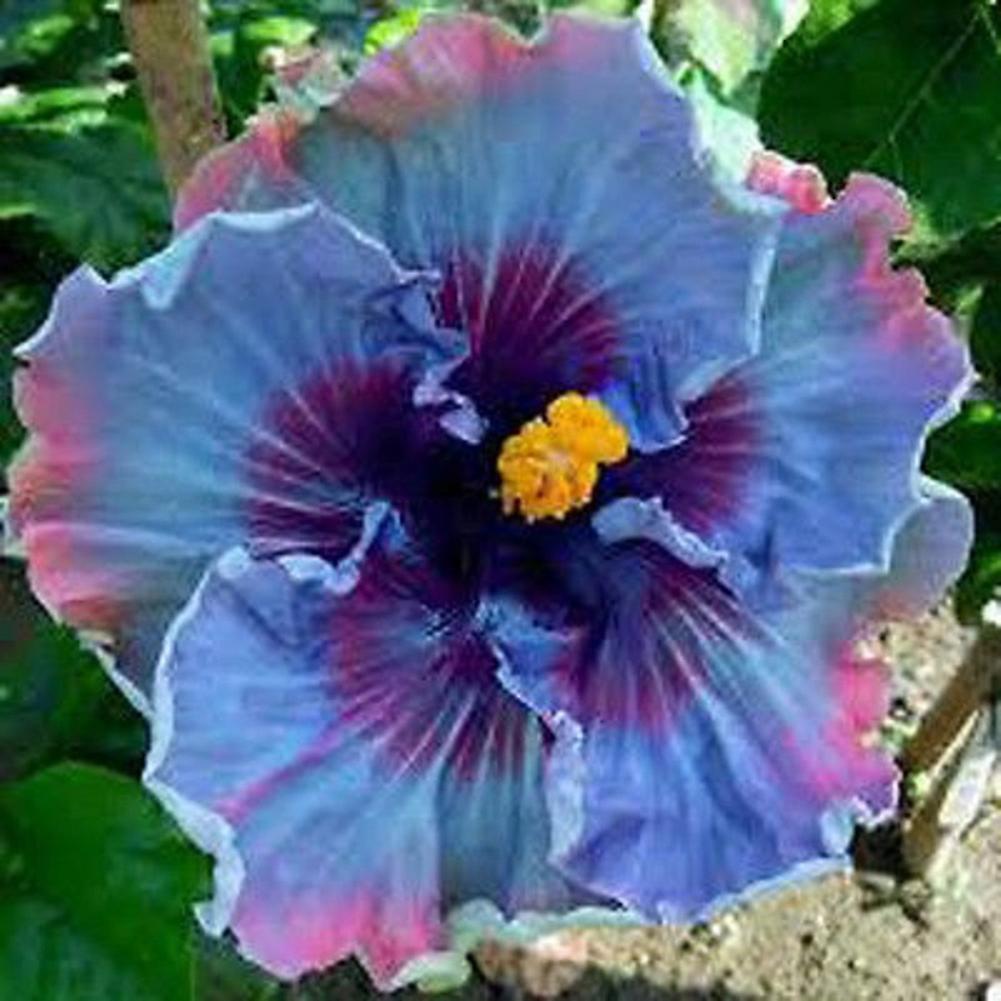 SIJIALI 100Pcs Mixing Color Hibiscus Seeds Bonsai Plant Flower Garden Yard Office Decor Multicolor