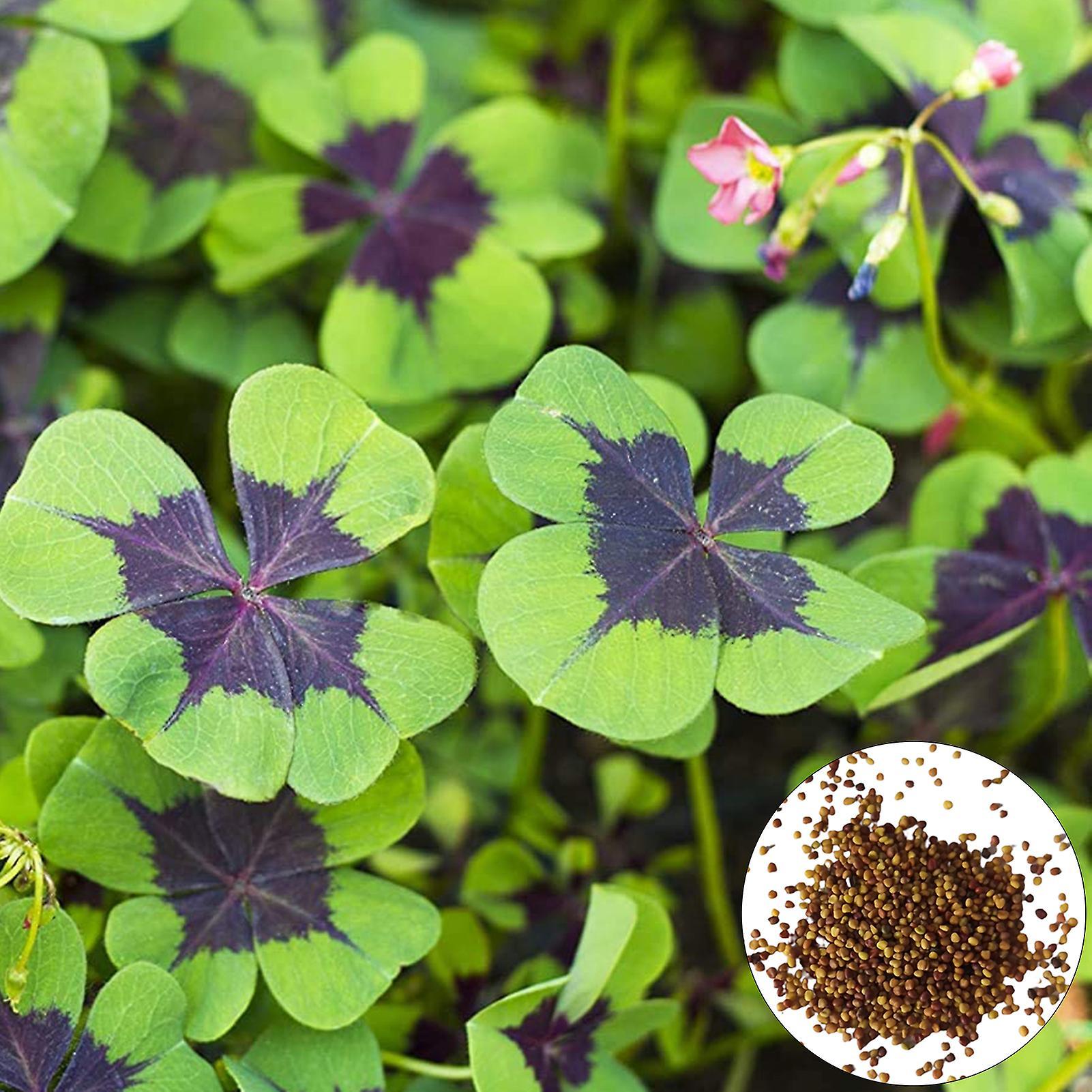 SIJIALI 300Pcs Clover Seeds for Outdoor Planting Multicolor