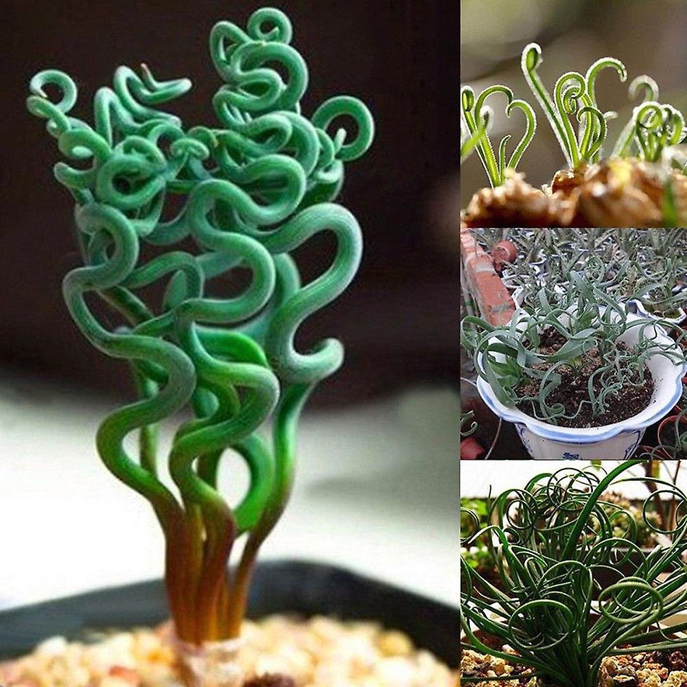 SIJIALI 200Pcs Rare Succulents Plant Home Garden Spiral Spring Grass Bonsai Seeds