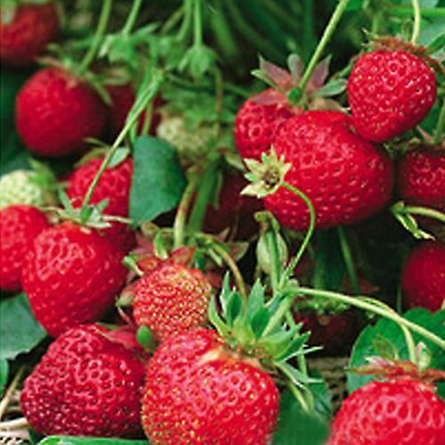 SIJIALI 50 Pcs Red Climbing Strawberry Four Season Home Garden Fruits Decor Plants Seeds