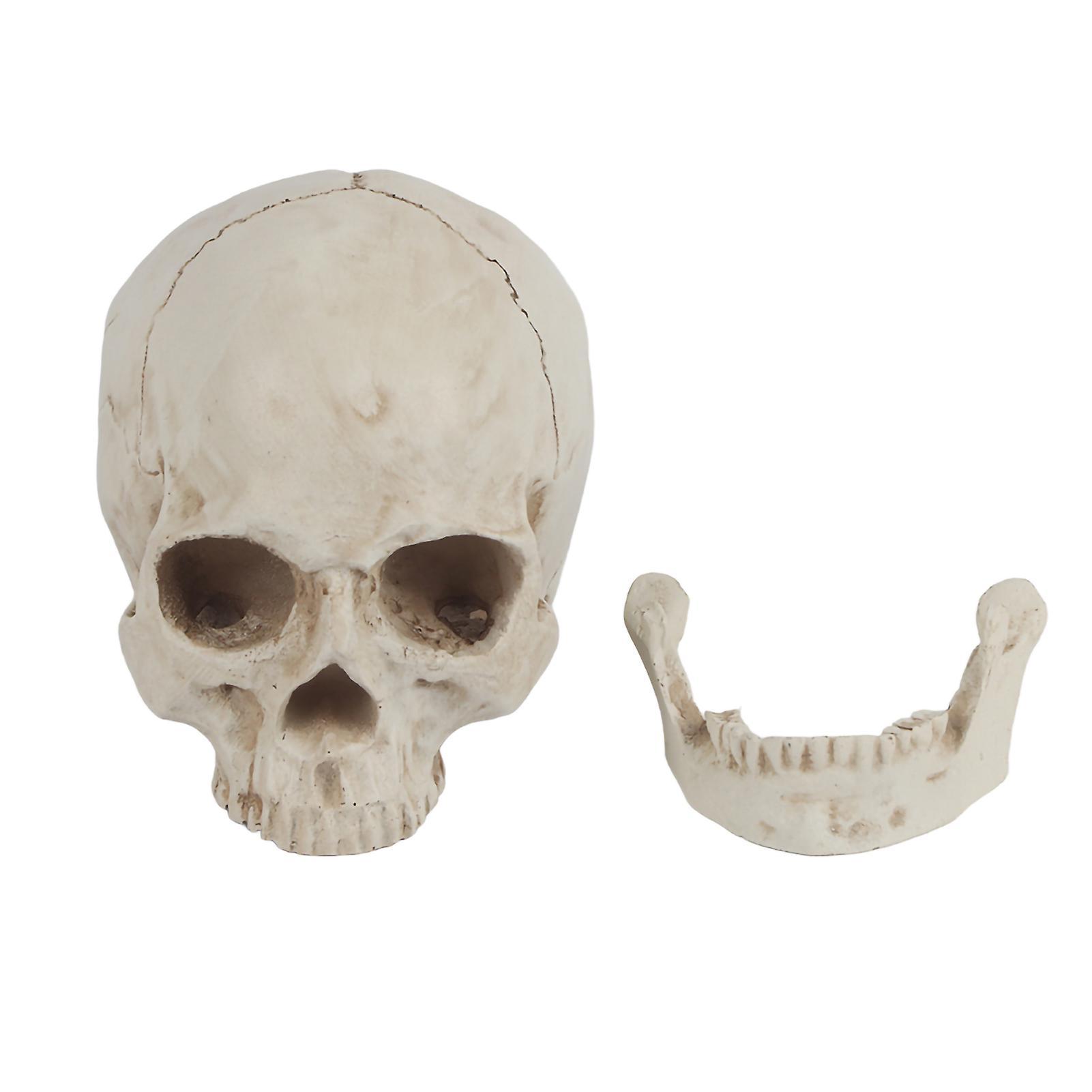 White Resin Human Skull Model Human Skull Replica - Lifesize White Resin for Drawing, Party and Ornament