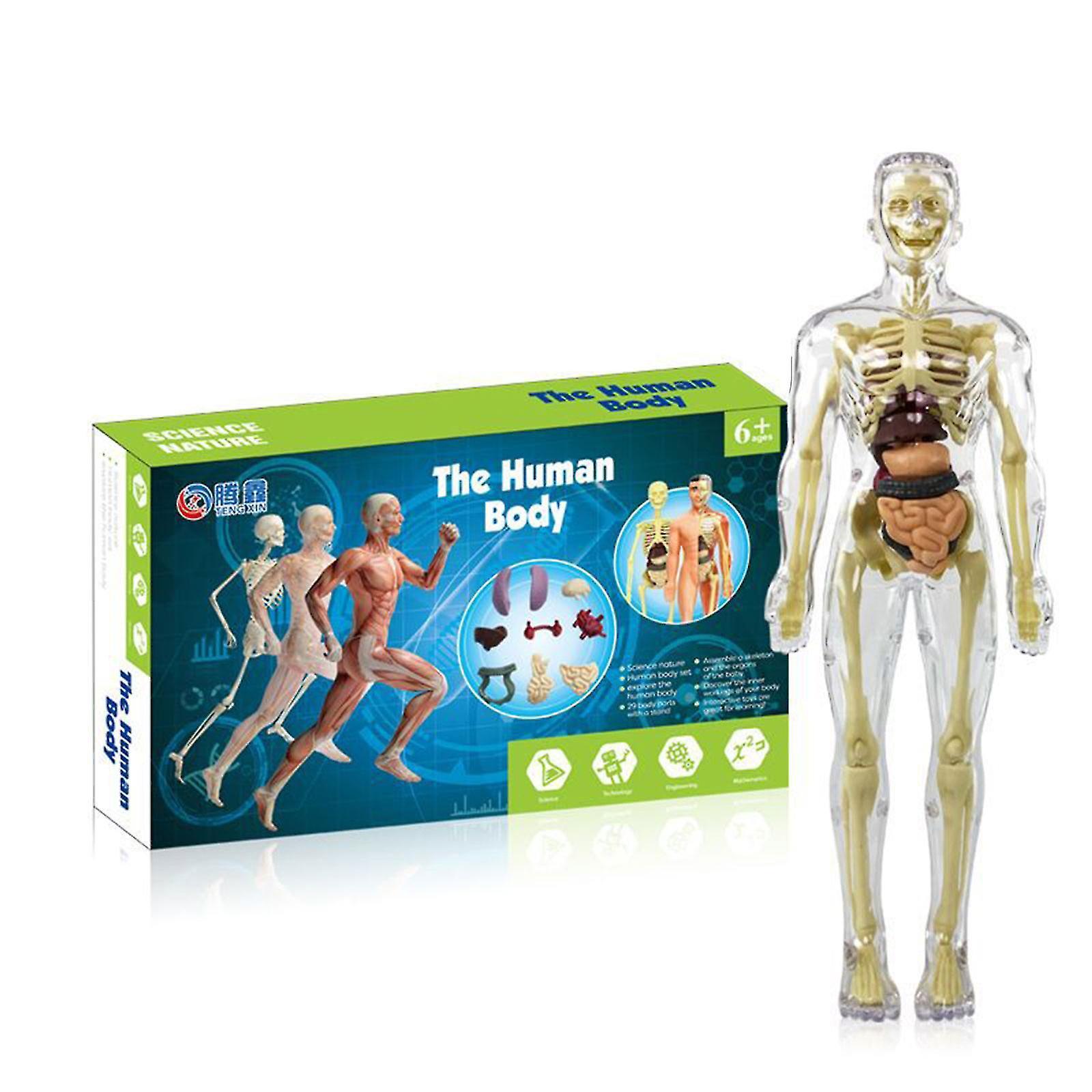 3d Human Body Torso Model For Kid Anatomy Model Skeleton Diy Toy Educational - Jxlgv