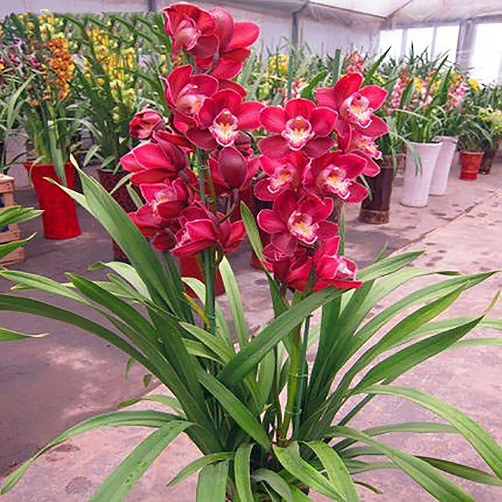 SIJIALI 1 Bag Cymbidium Seeds High Survival Rate Growing Fast Small Garden Bonsai Orchid Flower Seeds for Home Purple