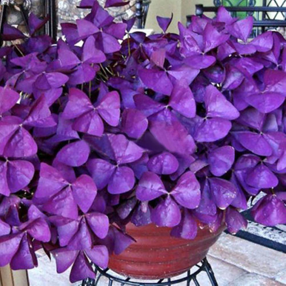 Auleset 10 Pcs Shamrock Triangularis Bulbs Easy to Plant Leaf Flower Seeds Purple Oxalis Bulbs