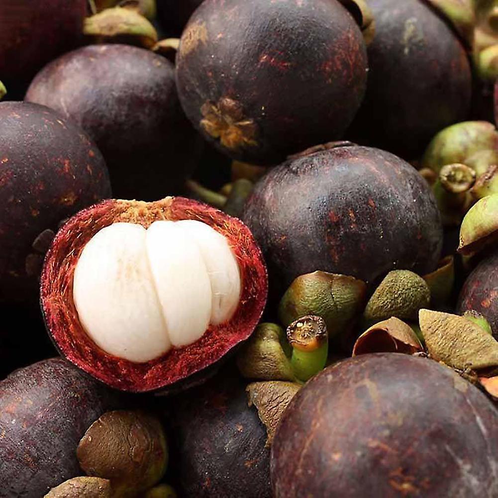 SIJIALI 50Pcs/1 Pack Nutrient-Rich Queen of Tropical Fruit Sweet Purple Mangosteen Seeds