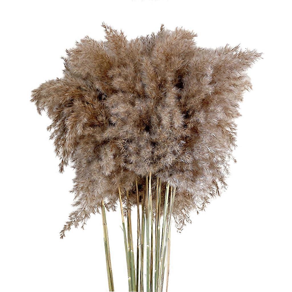 Linkrunning 10 Pcs Dried Pampas Grass Phragmites Natural Plants Flower Bouquet Home Party And Wedding Decoration Photo Props 30-40cm As Shown