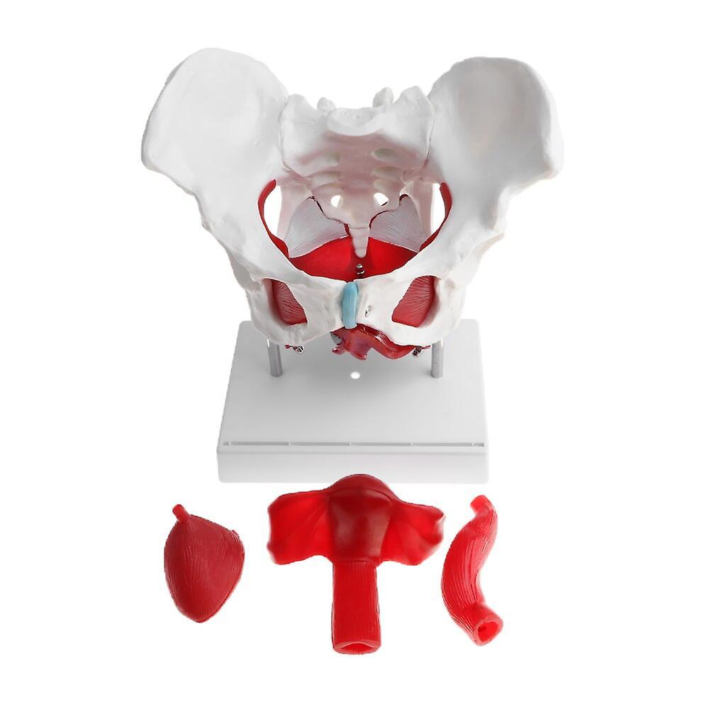 Scale Models 1:1 Pathological Changes Woman Skeleton Model Anatomical Female Pelvis Sacrum Pubis Model Kit Lab Supplies School Learning Tool