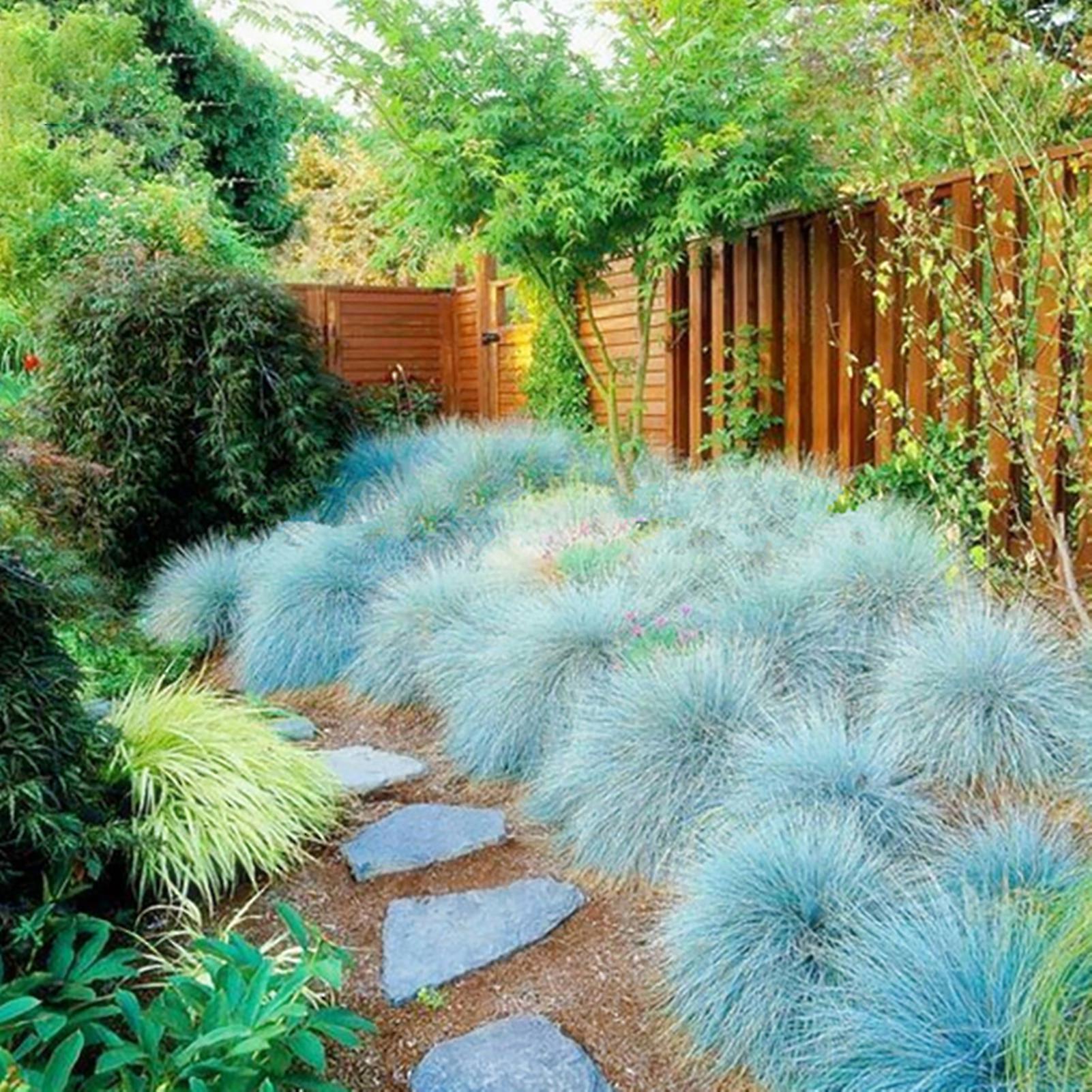 SIJIALI 200Pcs Blue Fescue Grass Seeds High Yield Viable Landscaping Festuca Glauca Garden Bonsai Seedlings for Balcony Blue Fescue Seeds