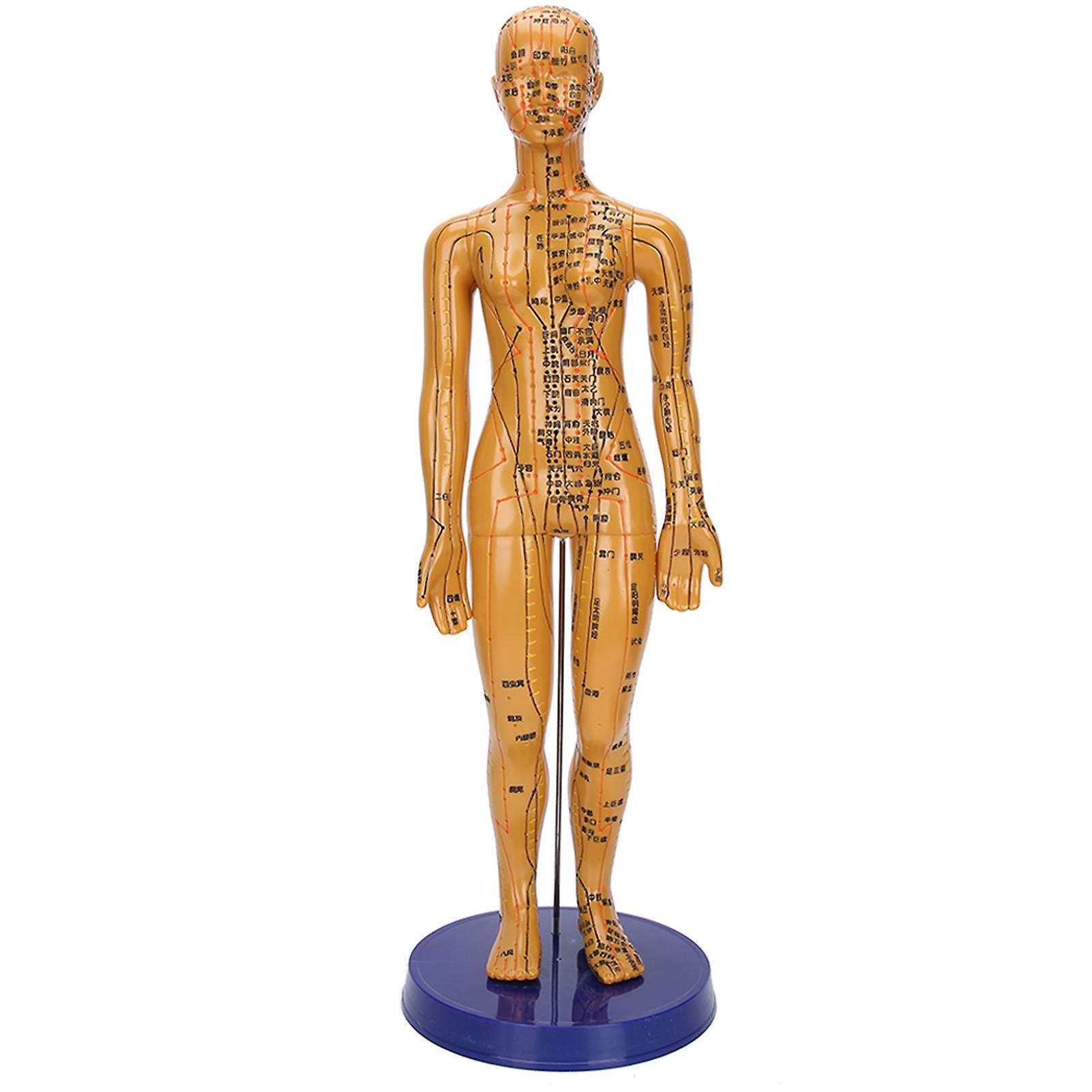 Human Body Acupuncture Model - Female/Male Copper Color Meridians Acupuncture Point Model