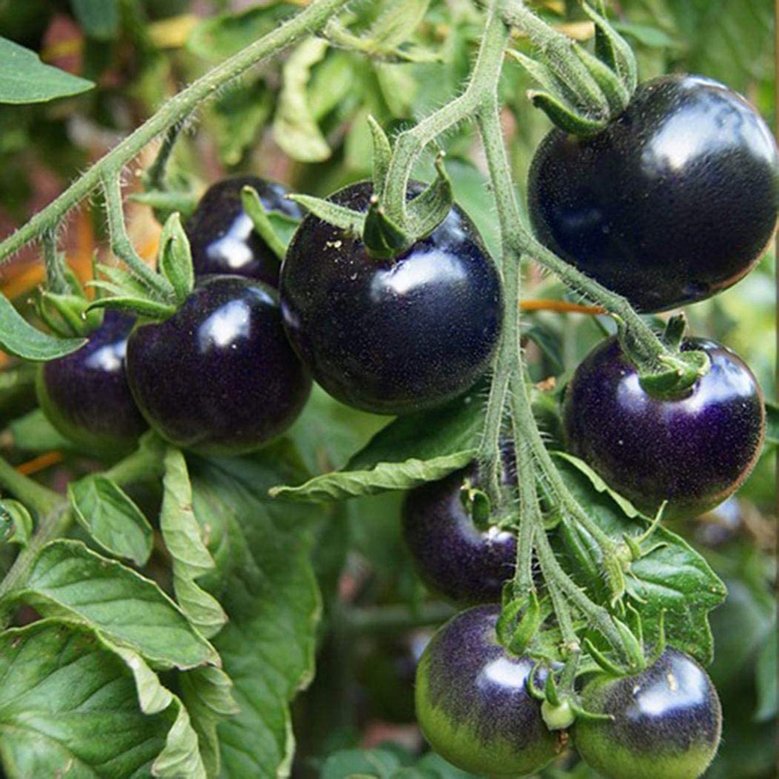 SIJIALI 50Pcs Tomato Seeds Viable Edible Living Natural Vegetable Seeds for Courtyard Purple Tomato Seeds