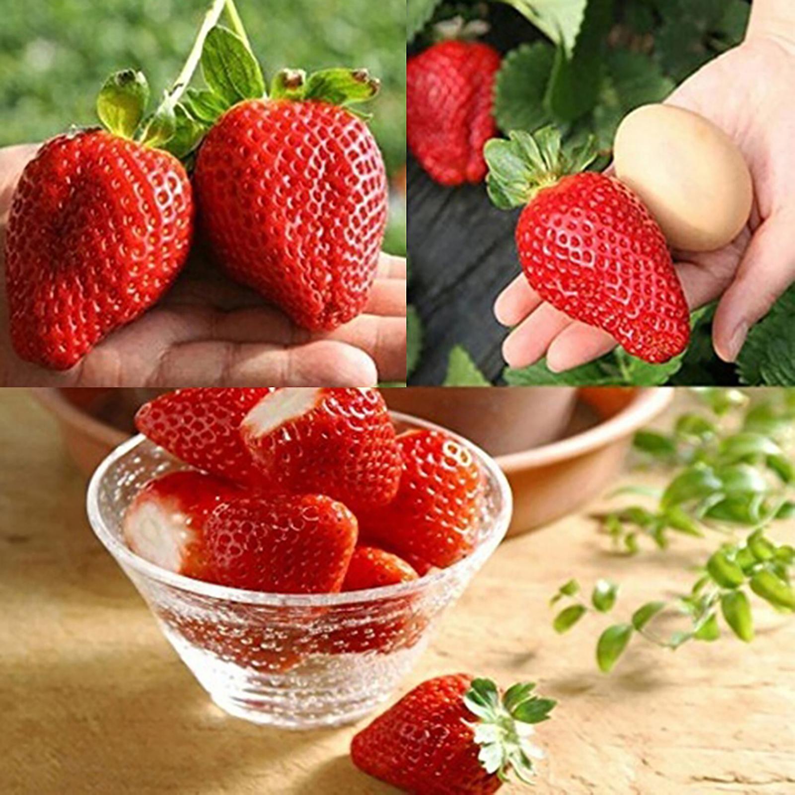 SIJIALI 300Pcs Giant Strawberry Seeds for Easy Planting and Fresh Fruit Crop