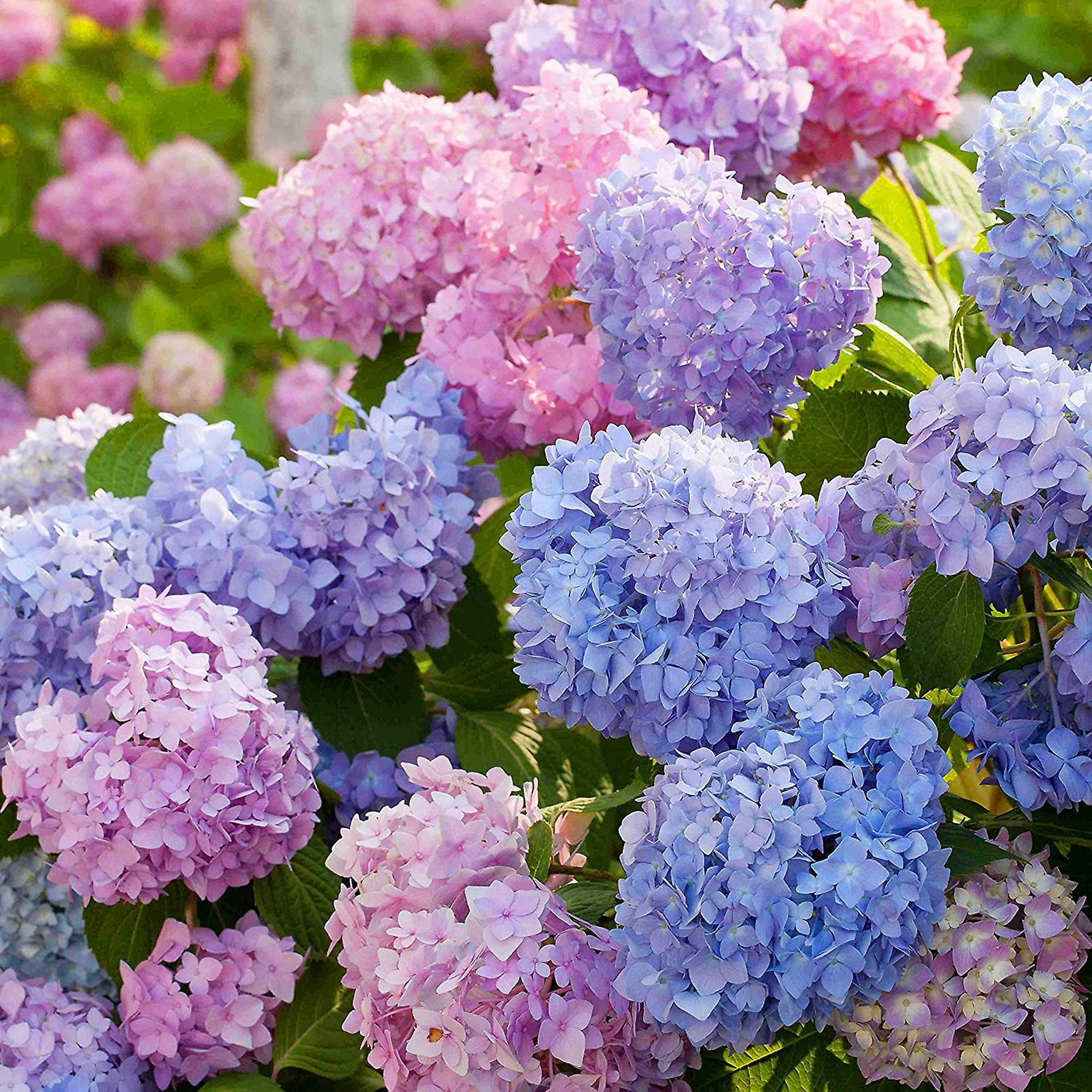 SIJIALI 100Pcs Hydrangea Seeds Neutral Soil Easy to Plant Fast Growing Attractive Bonsai Flower Seeds for Balcony