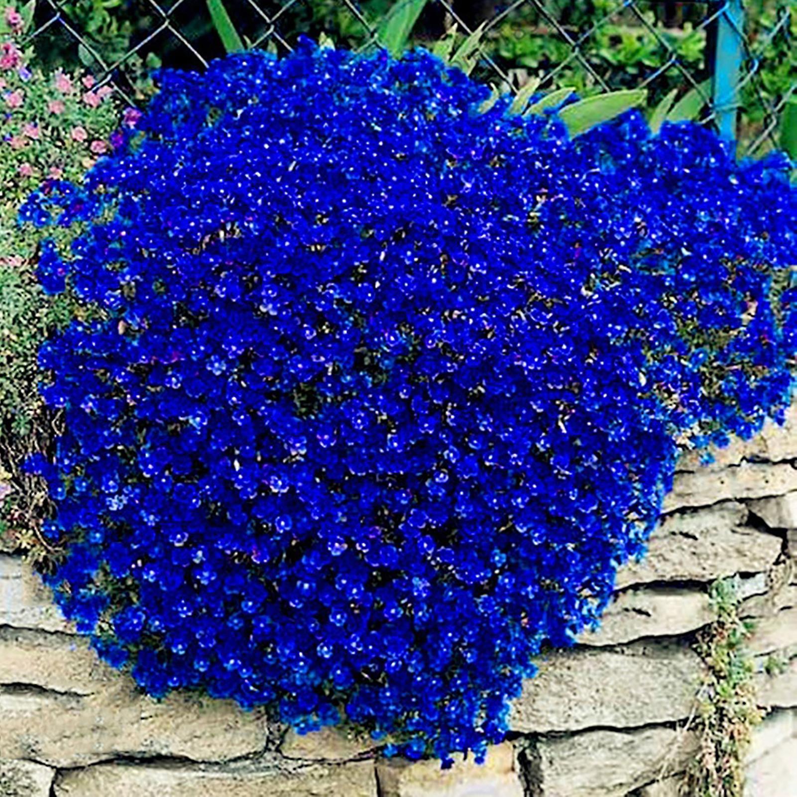 SIJIALI 100Pcs Cress Seeds Creeping Flower Plant Decor Perennial Garden Ground Rock Flower Seedlings for Garden Lawn Blue