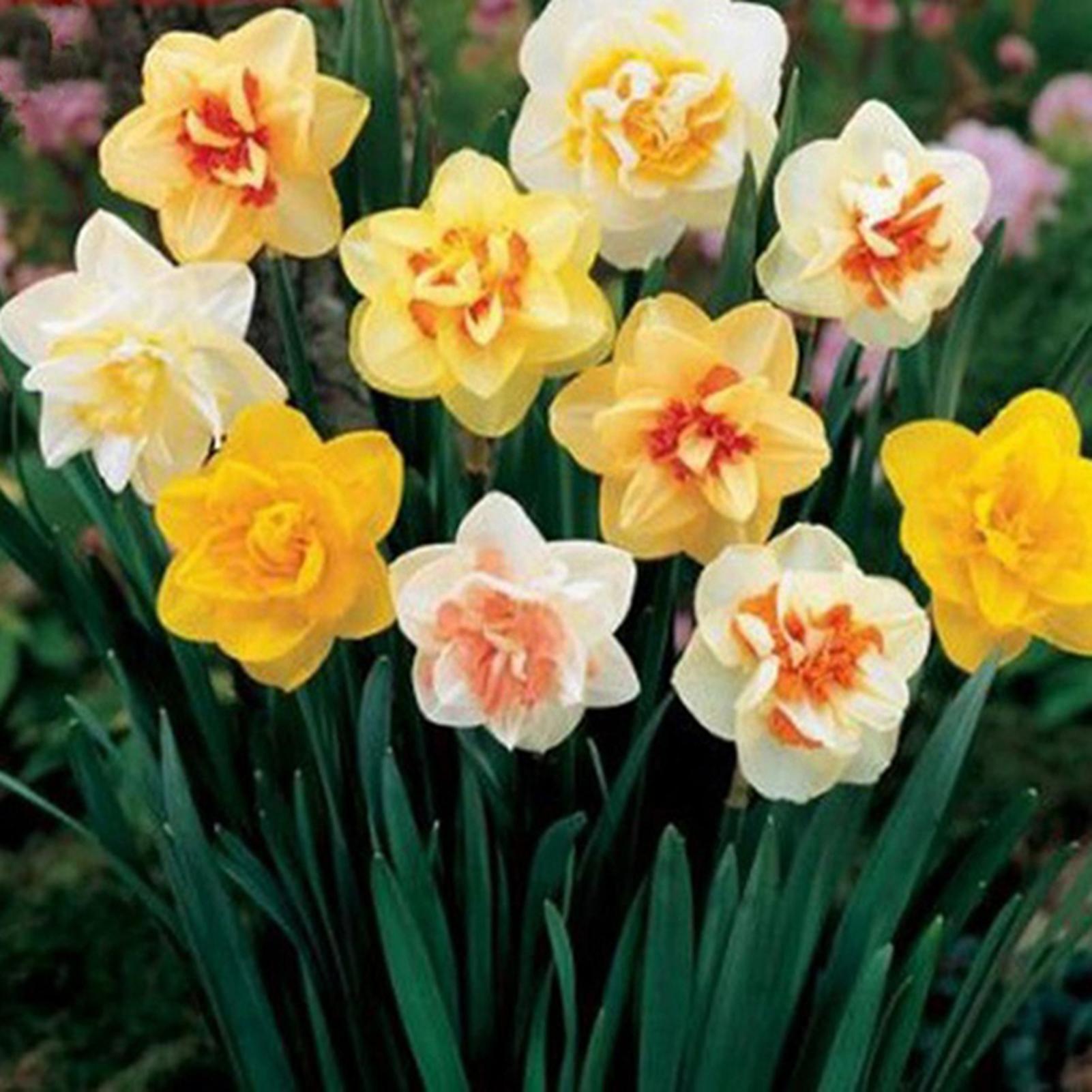 SIJIALI 400Pcs Seeds Beautiful Fast Growing Mix Color Daffodil Flower Potted Bonsai Seeds for Garden Daffodil Seeds