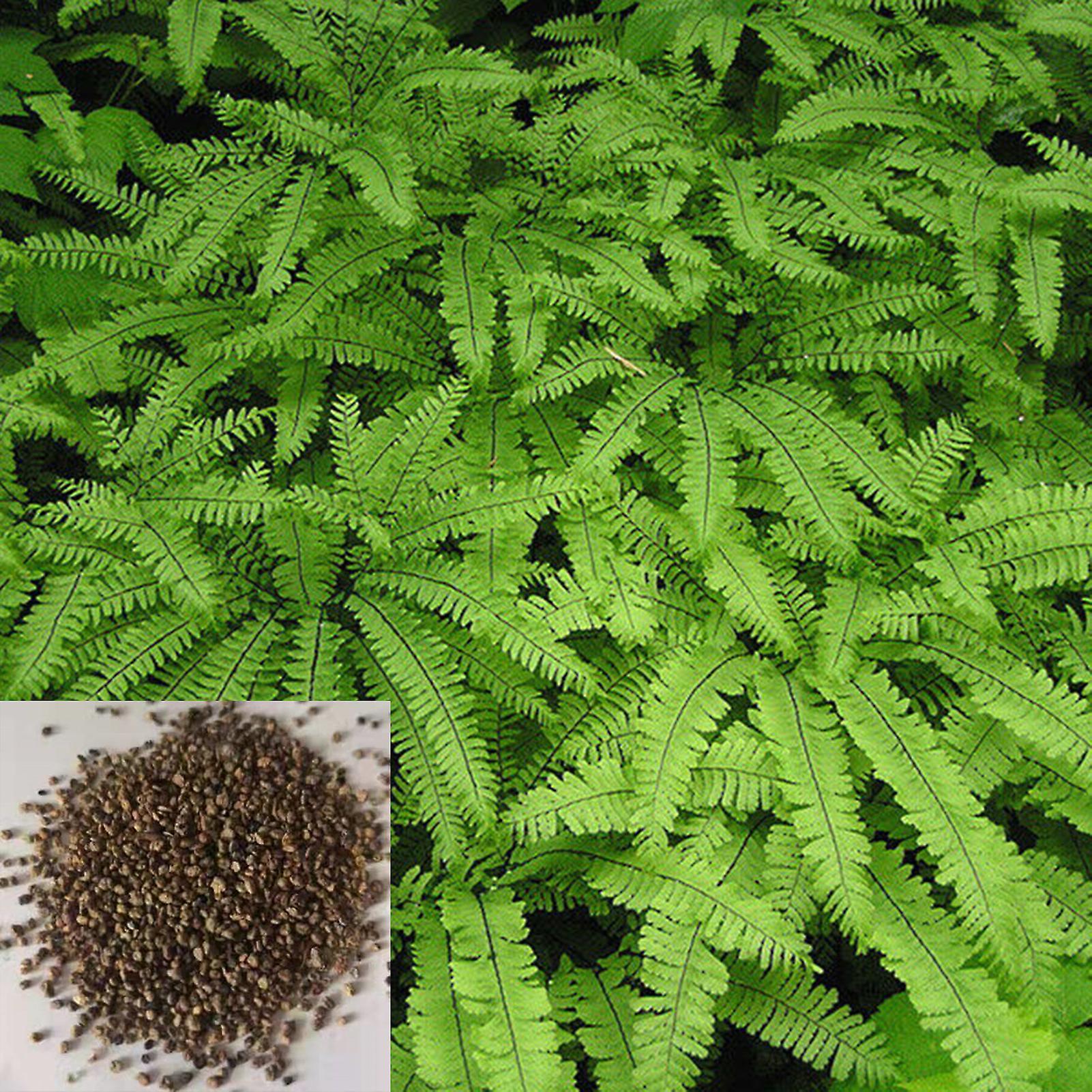 SIJIALI 100Pcs Maidenhair Fern Seeds Vibrant Non GMO Green Medium Watering Fern Seeds for Garden