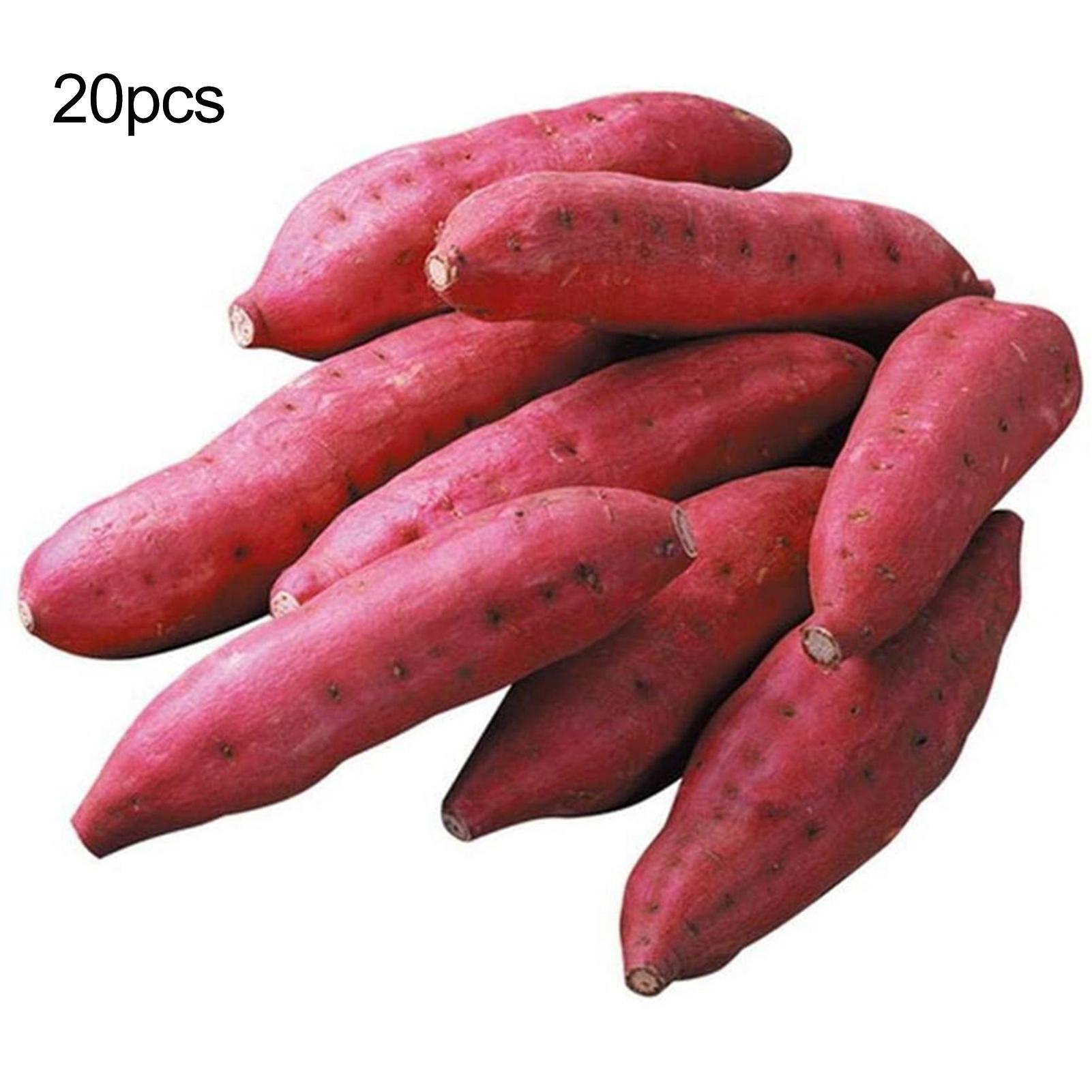 Auleset 1 Bag Sweet Potato Seed Rustic Easy to Produce Seed Fresh Home Plant Seed for Garden Sweet Potato Seeds